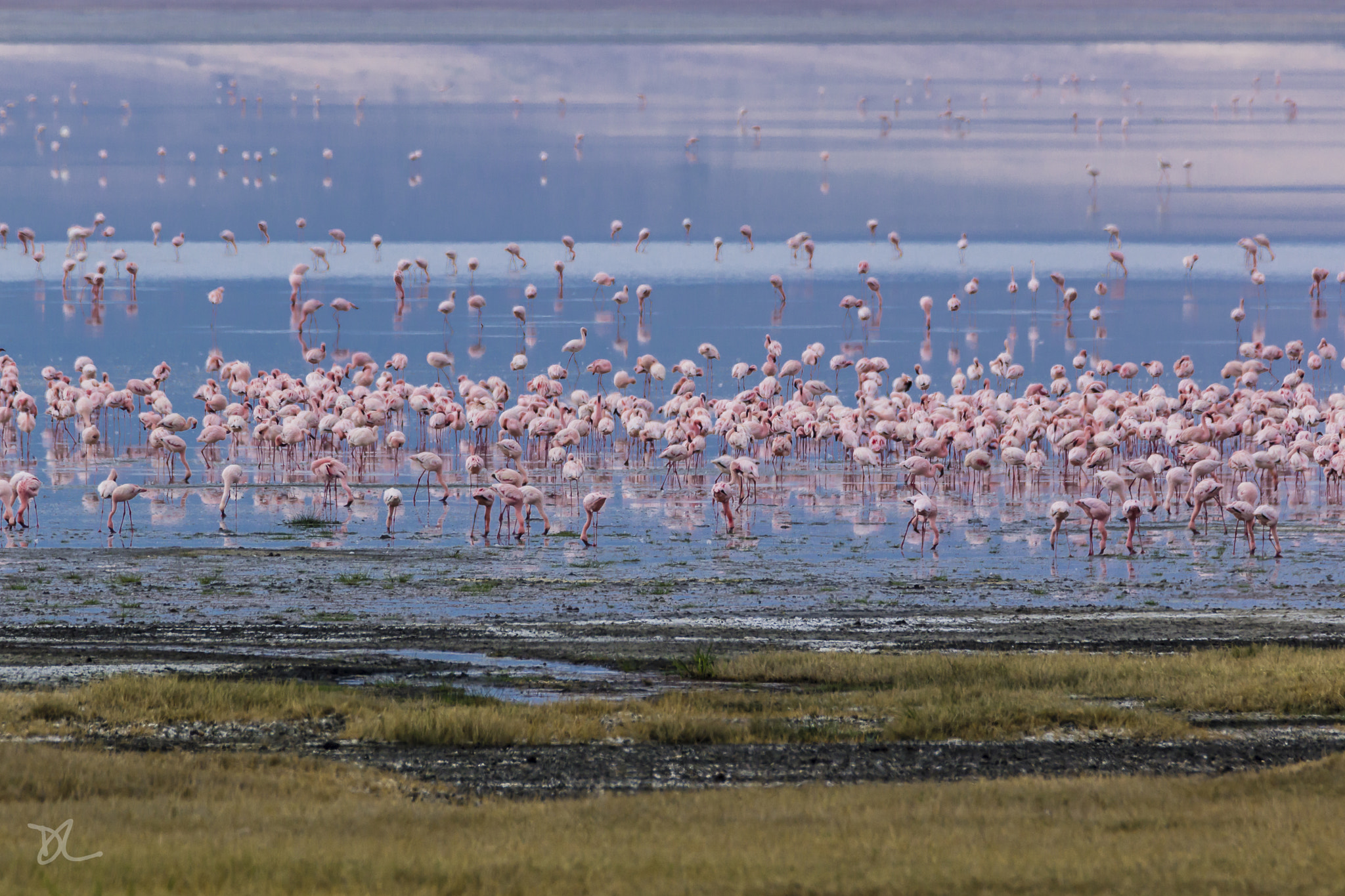 Canon EOS 600D (Rebel EOS T3i / EOS Kiss X5) + Tamron SP 150-600mm F5-6.3 Di VC USD sample photo. The famous flamingos of ngorongoro crater photography
