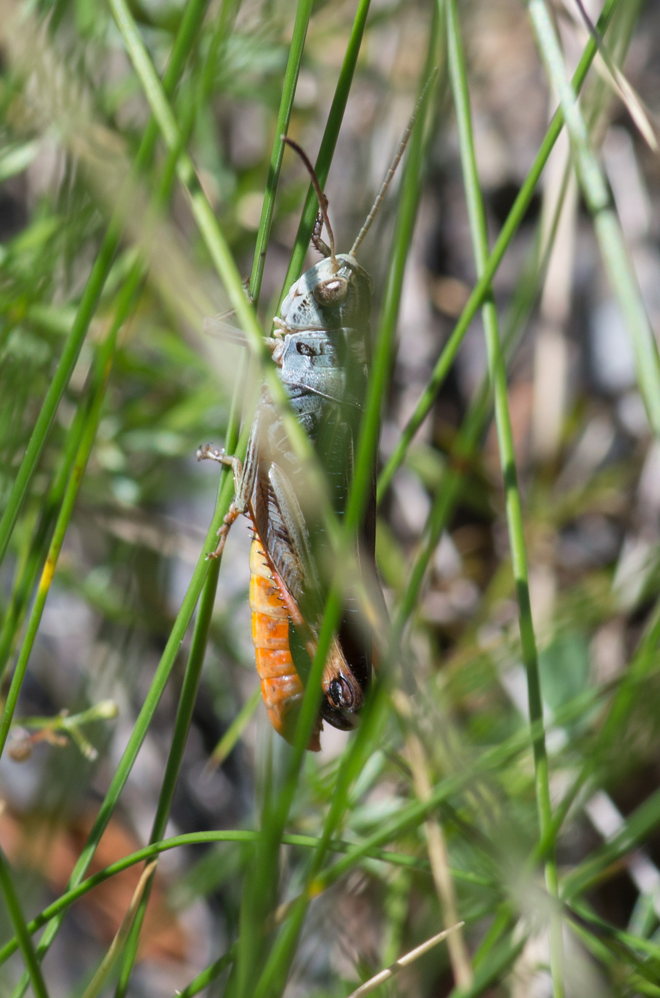 Pentax smc D-FA 100mm F2.8 Macro WR sample photo. Hide photography