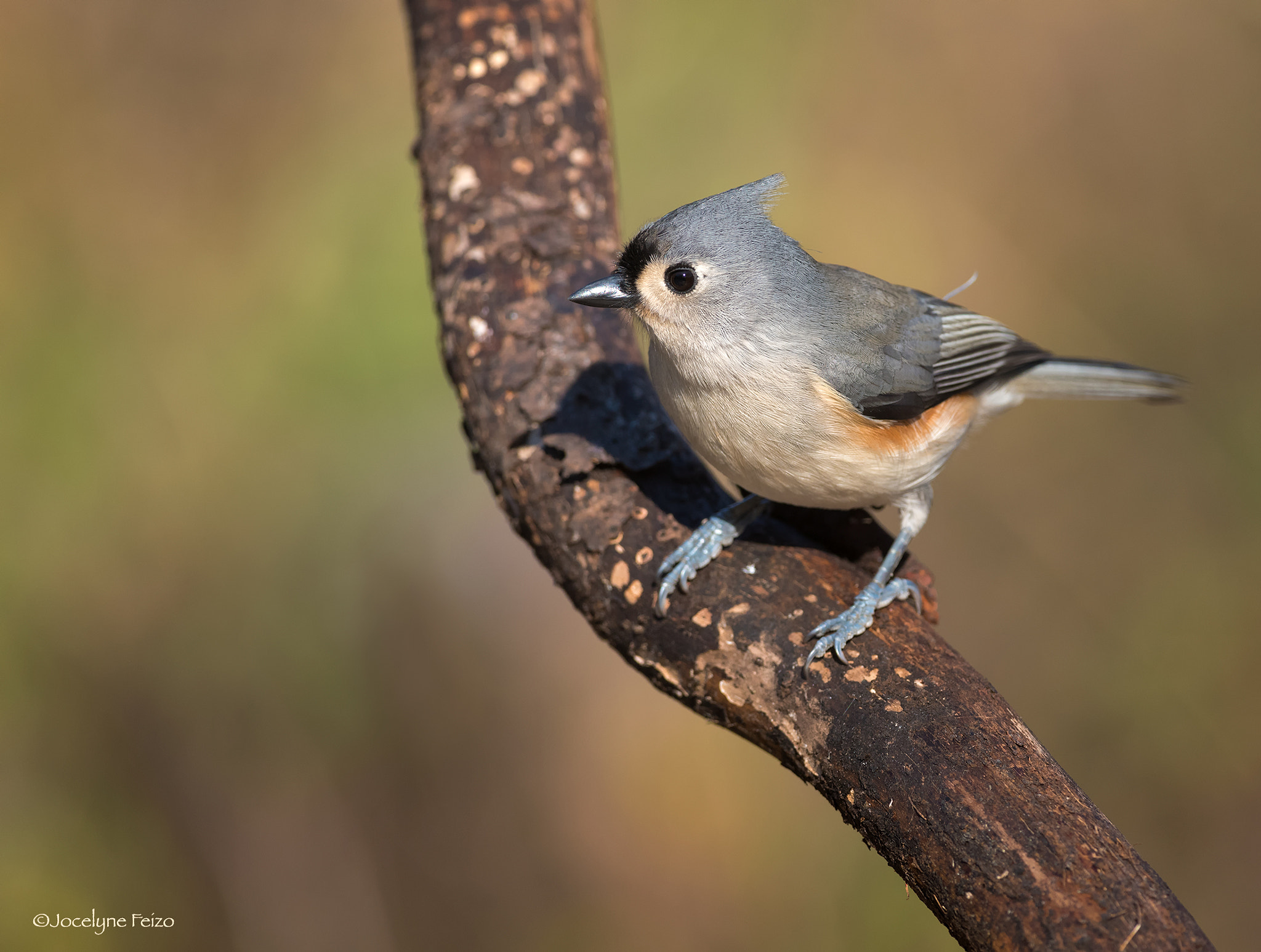 Nikon D750 + Nikon AF-S Nikkor 300mm F4D ED-IF sample photo. Tufted titmouse photography