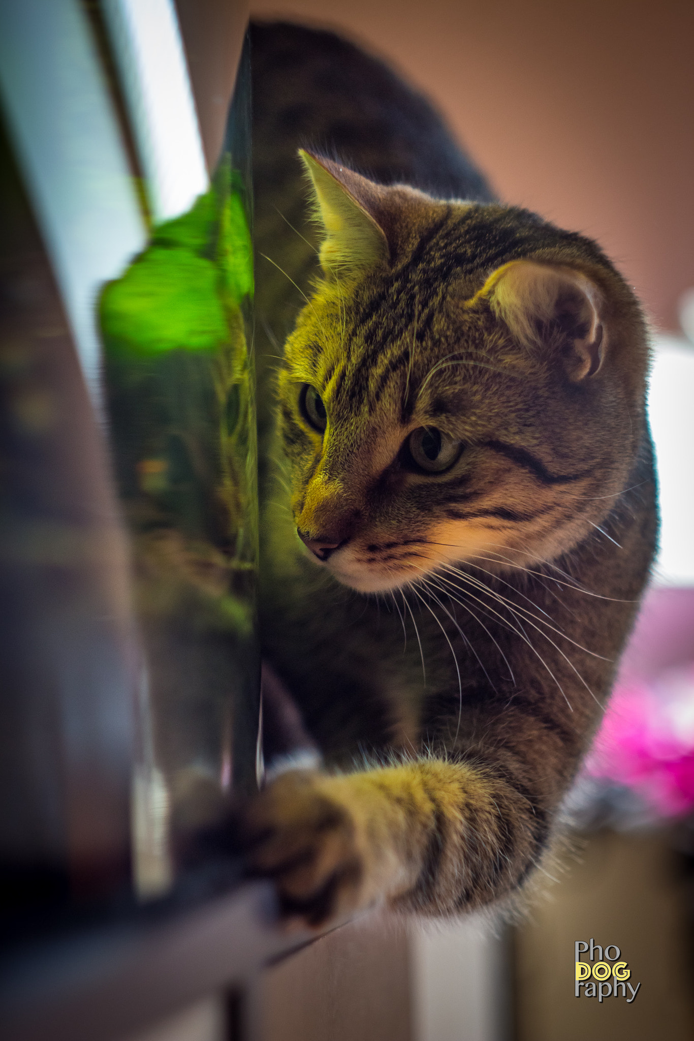 Canon EF 35-80mm f/4-5.6 sample photo. Cat tv photography