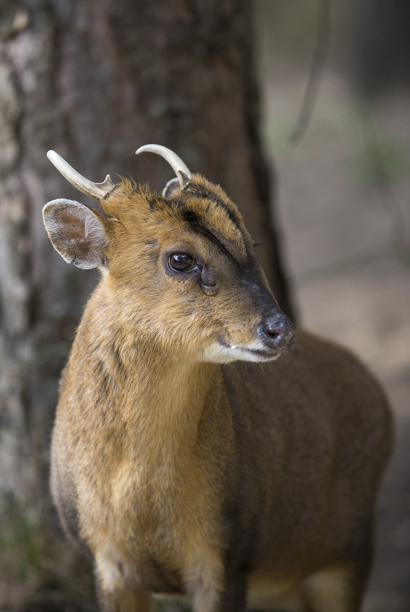 AF-S Zoom-Nikkor 80-200mm f/2.8D IF-ED sample photo. Muntjac photography