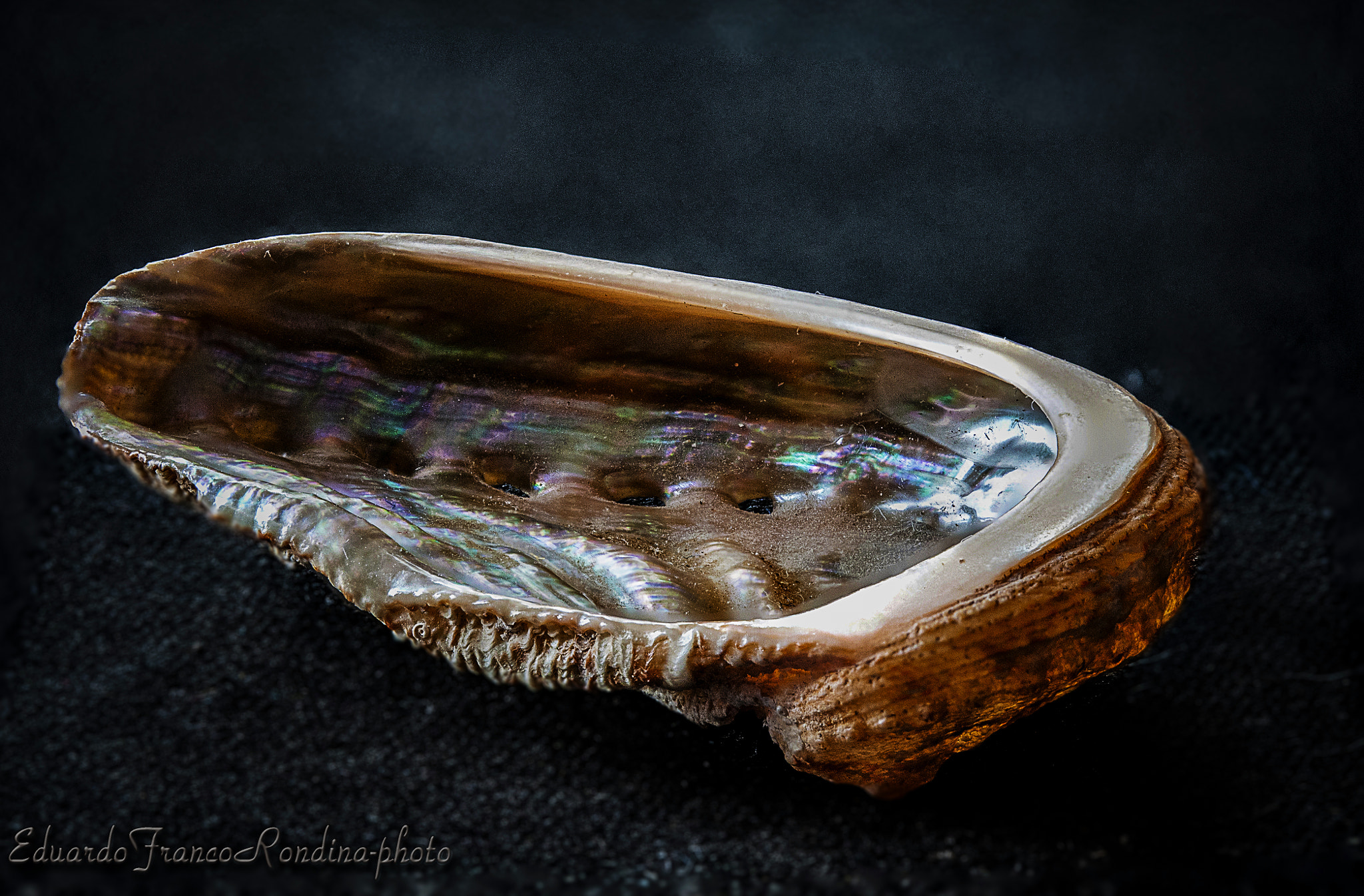 Canon EF-S 60mm F2.8 Macro USM sample photo. Cowry shell photography