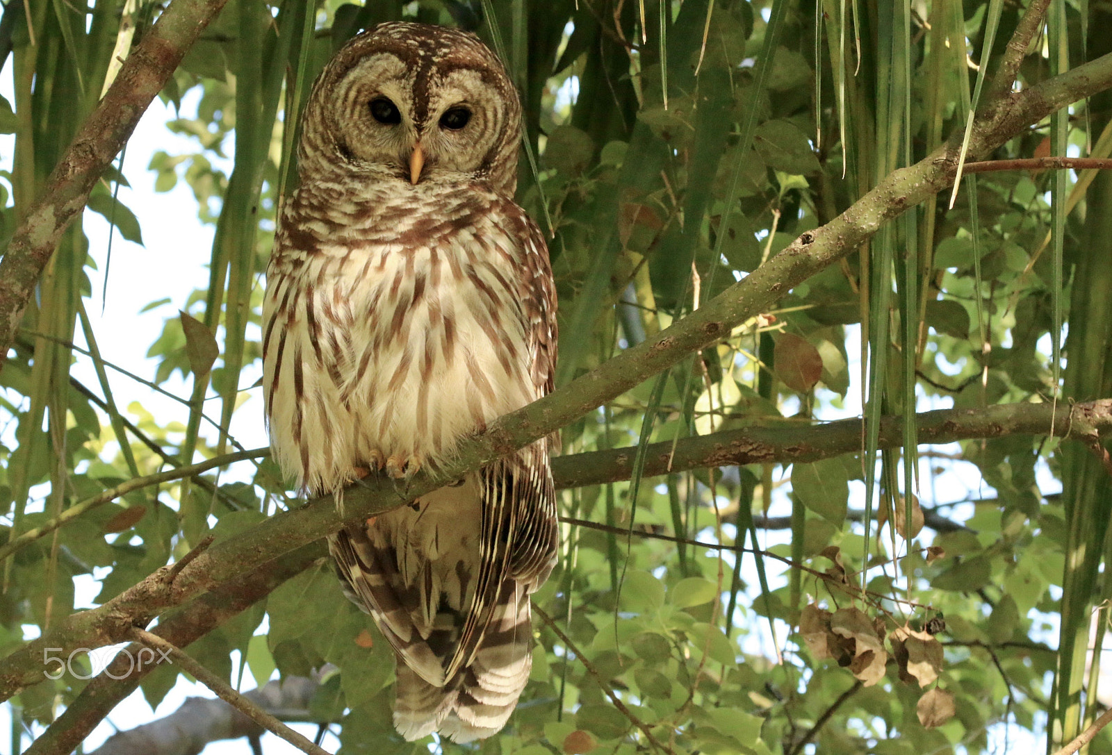 Canon EF 100-400mm F4.5-5.6L IS USM sample photo. Barred owl in a tree photography