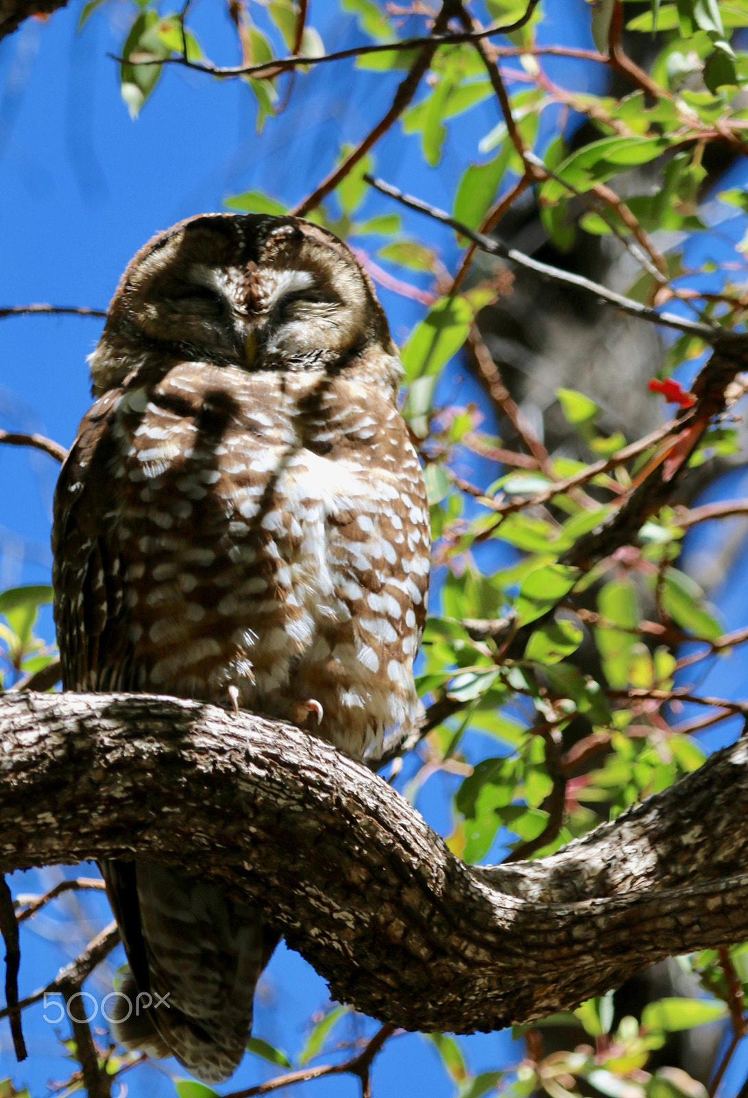Canon EF 100-400mm F4.5-5.6L IS USM sample photo. Mexican spotted owl photography