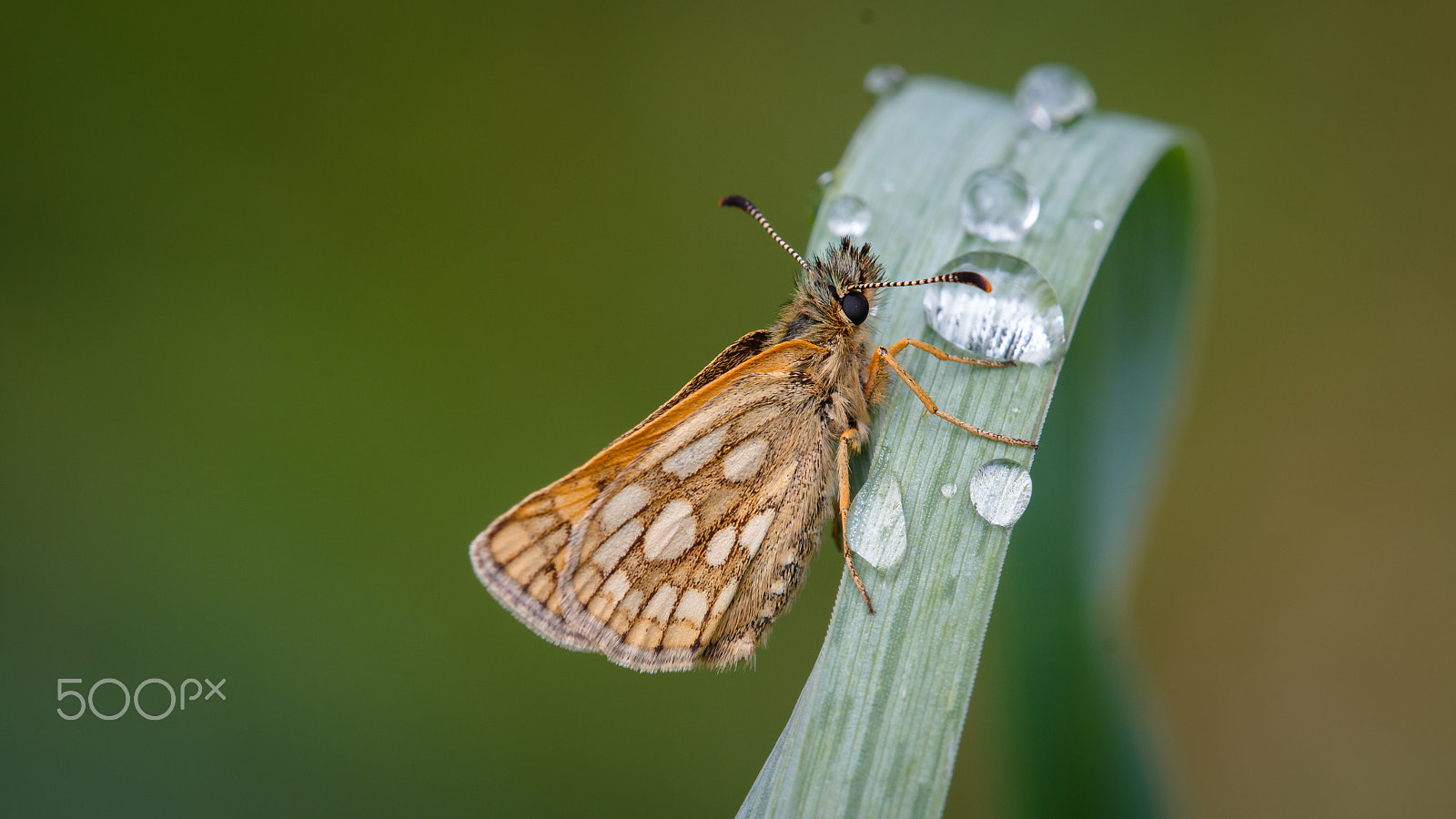 Canon EOS 70D sample photo. Thirsty insect photography