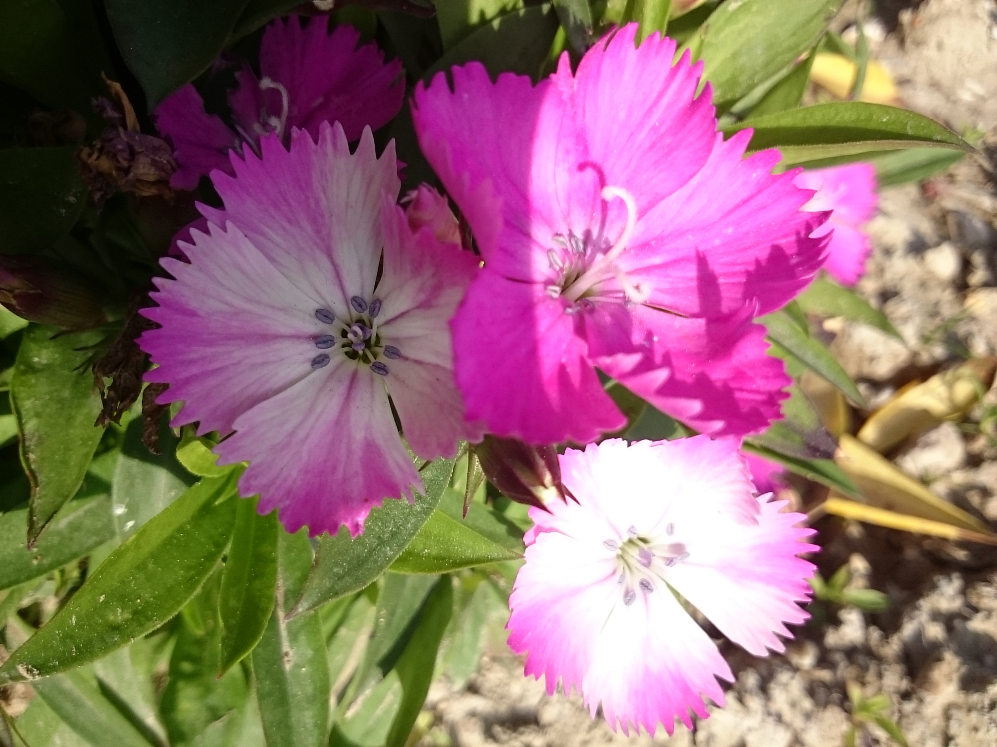 Sony Xperia Z Ultra sample photo. Flower 5 photography