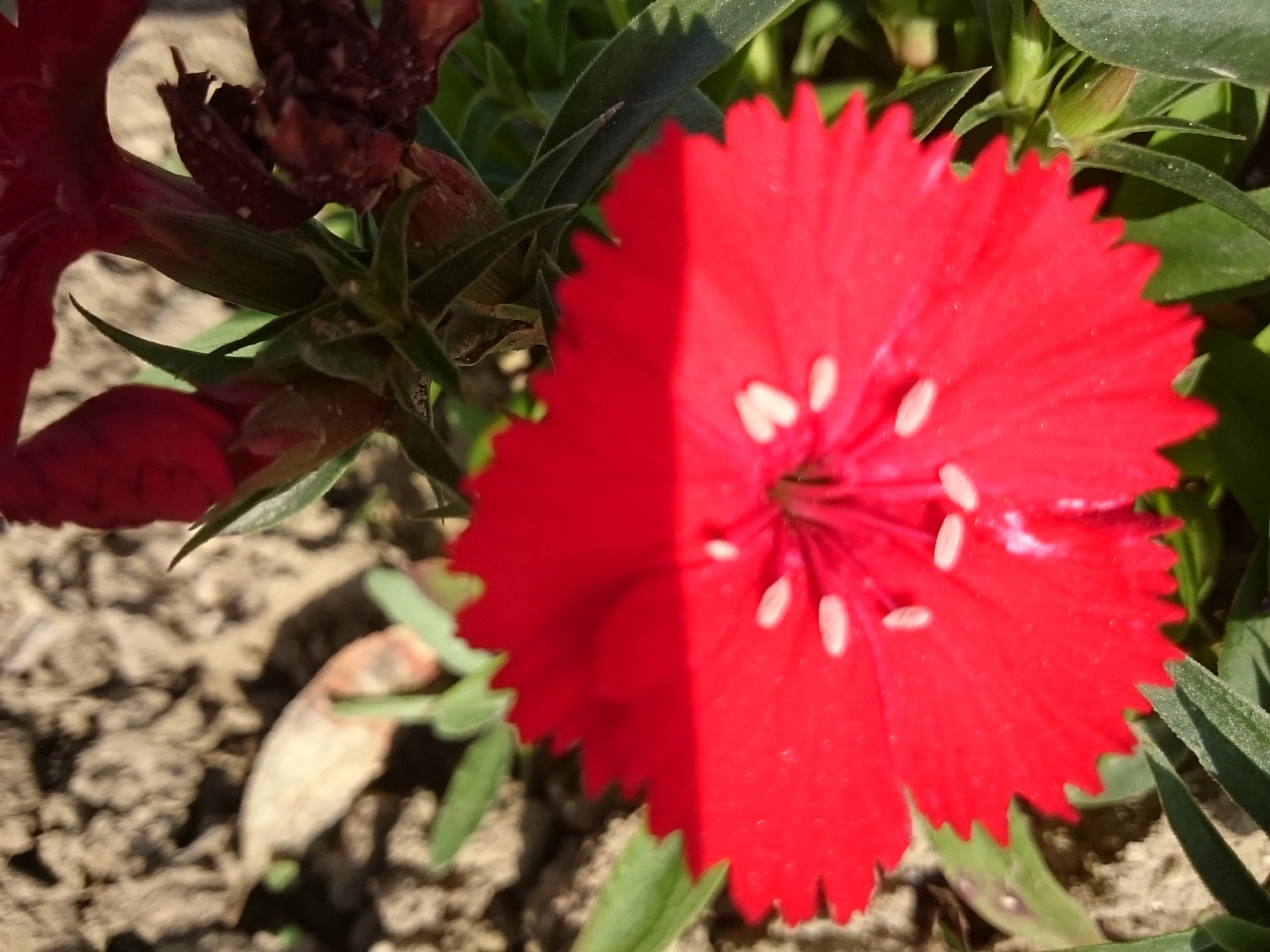 Sony Xperia Z Ultra sample photo. Flower 6 photography