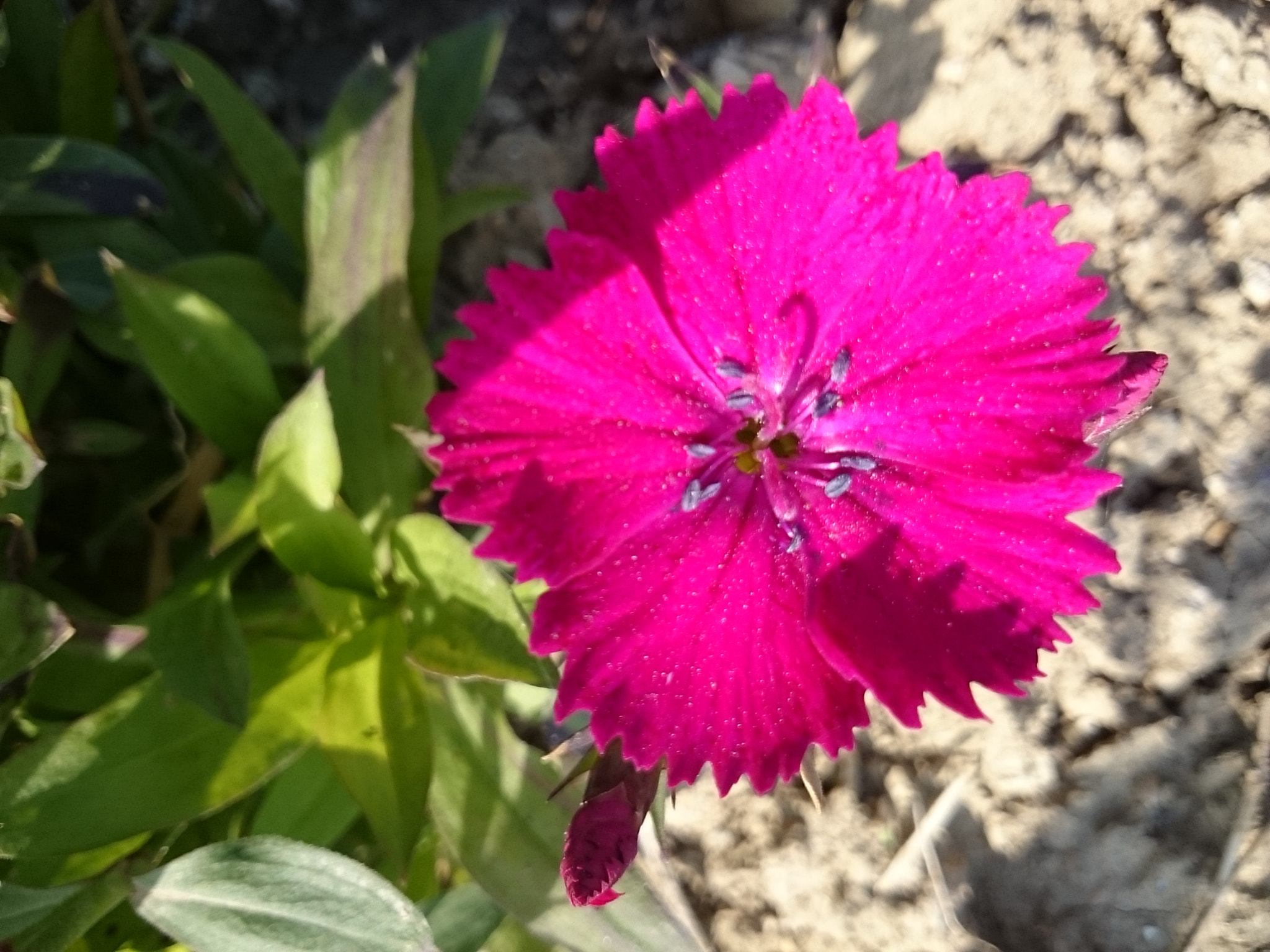 Sony Xperia Z Ultra sample photo. Flower 4 photography