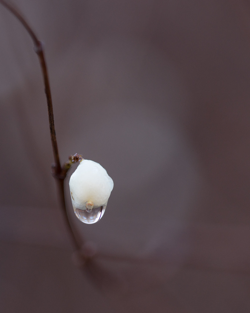 Sony a7 sample photo. Untitled photography