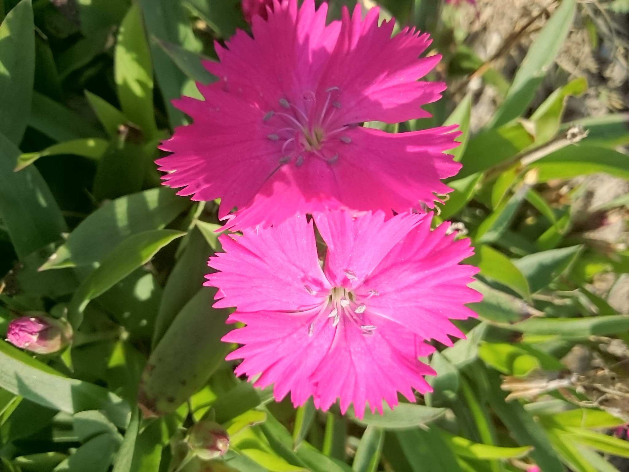 Sony Xperia Z Ultra sample photo. Flowers 7 photography