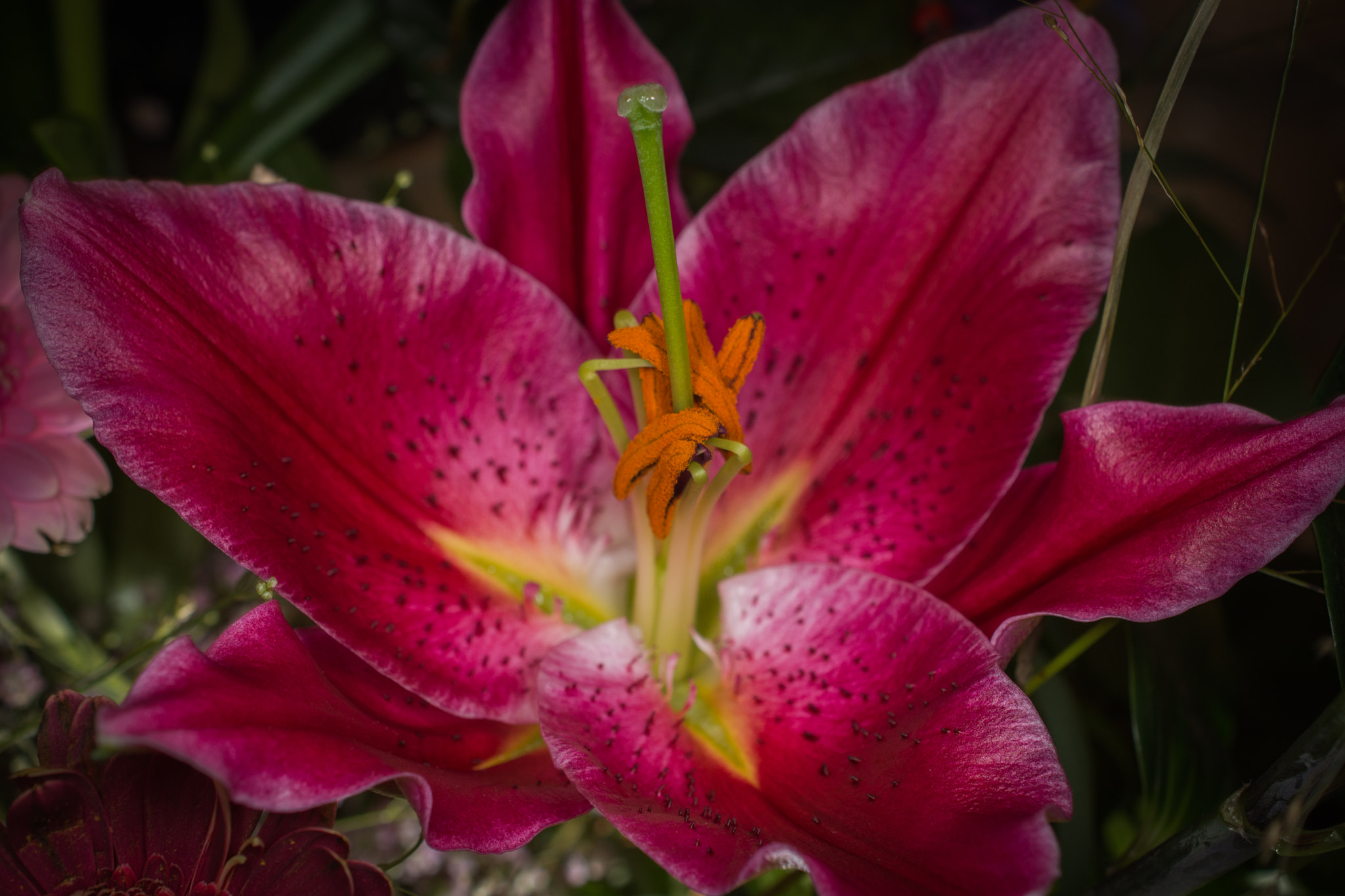 Nikon AF-S DX Micro Nikkor 40mm F2.8 sample photo. Flower from a bouquet photography