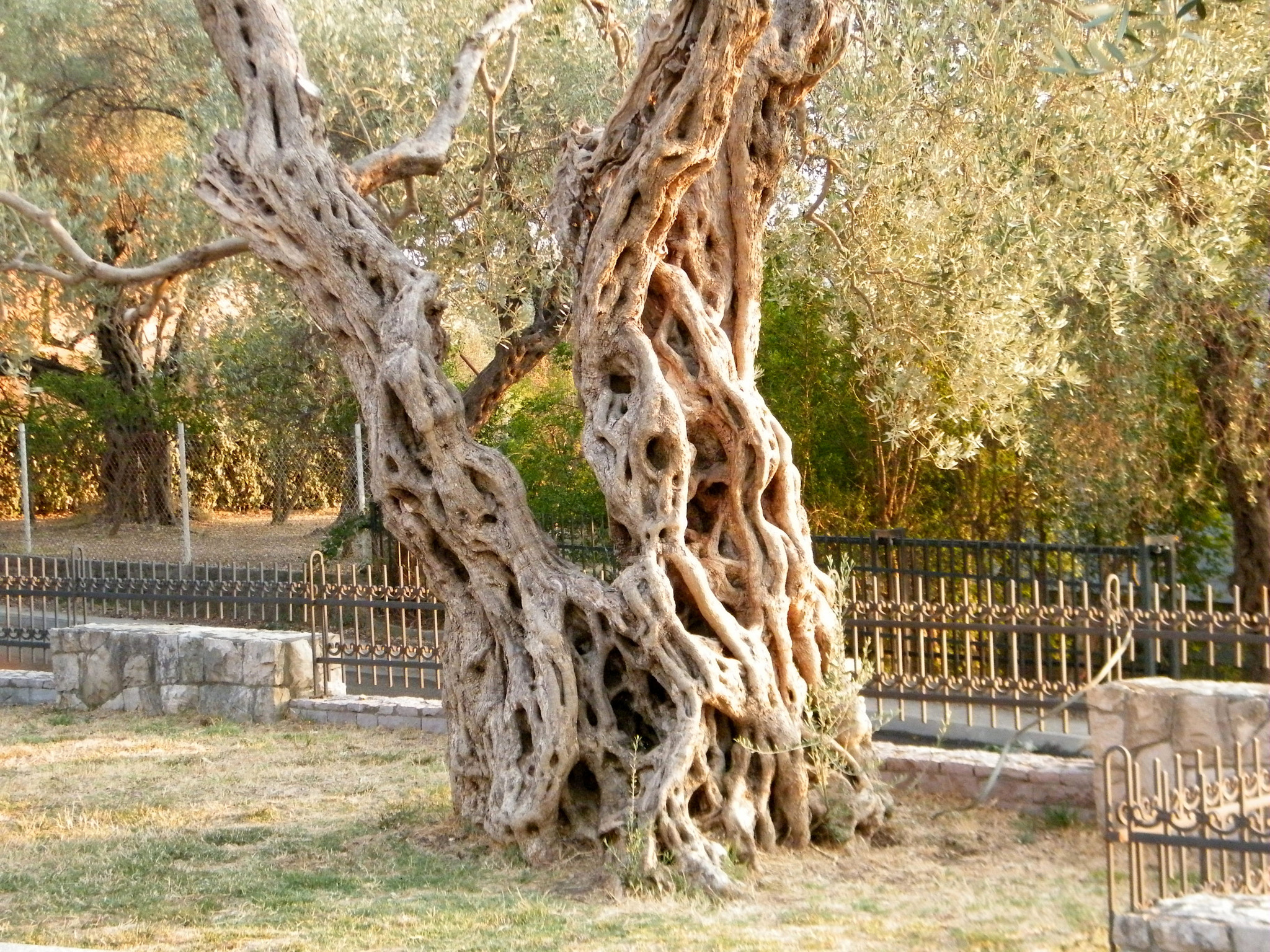 Fujifilm FinePix S2000HD sample photo. Oldest olives in the world photography