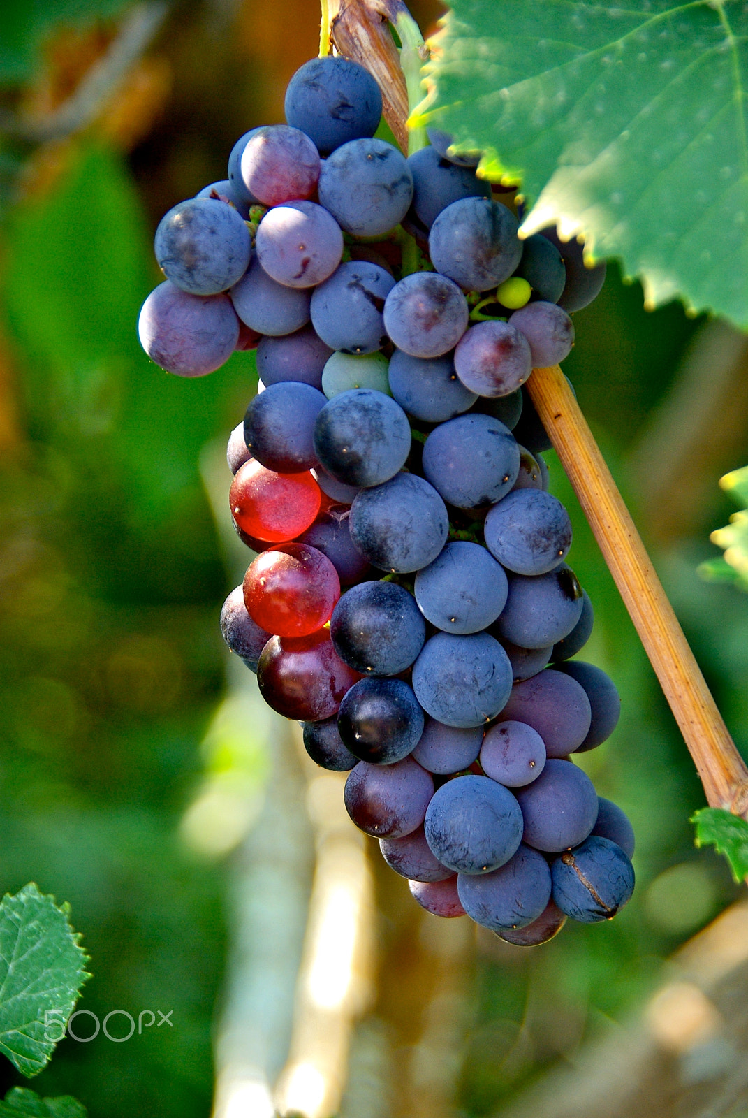 Pentax K10D sample photo. Fruit of the wine photography
