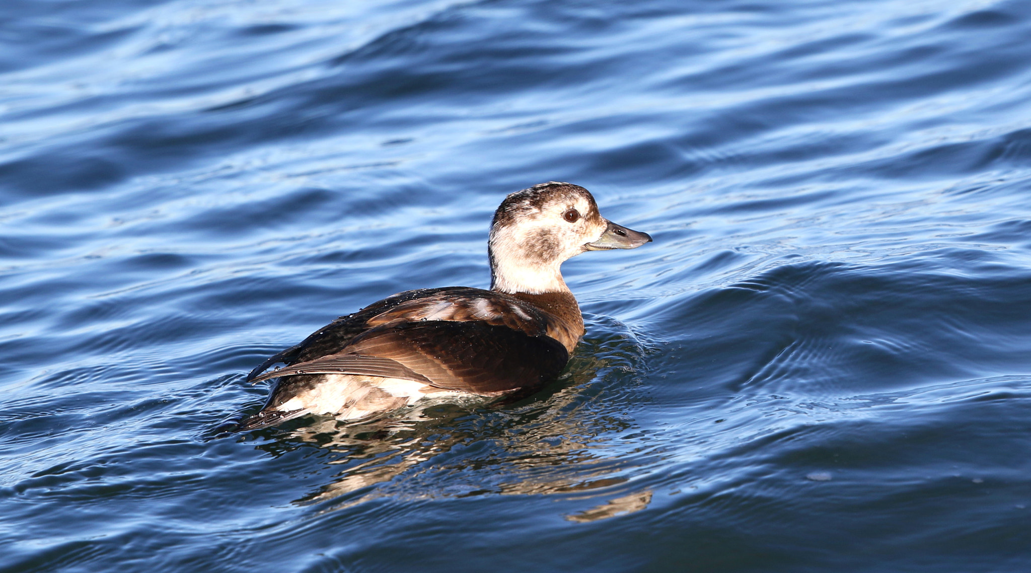 Canon EF 500mm F4L IS II USM sample photo. Female long tailed duck photography