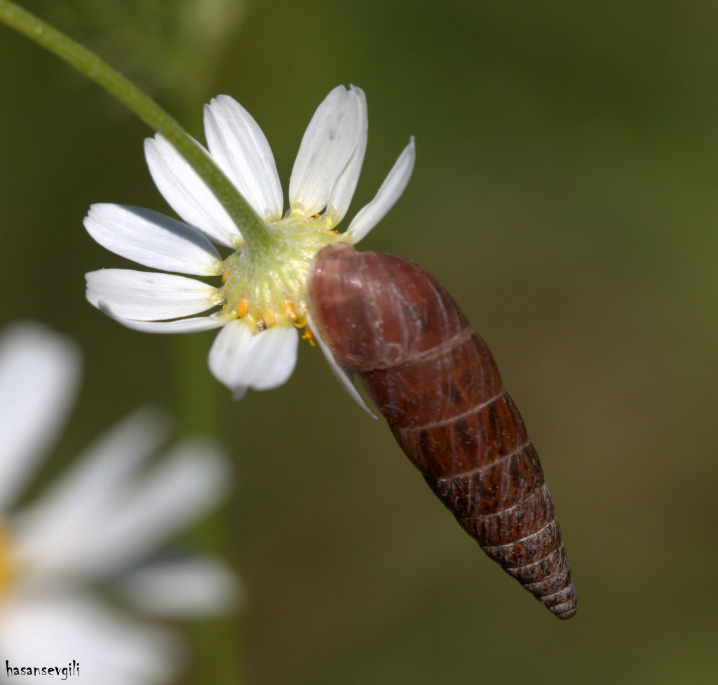 Sigma APO Macro 150mm f/2.8 EX DG HSM sample photo. Final hold! photography