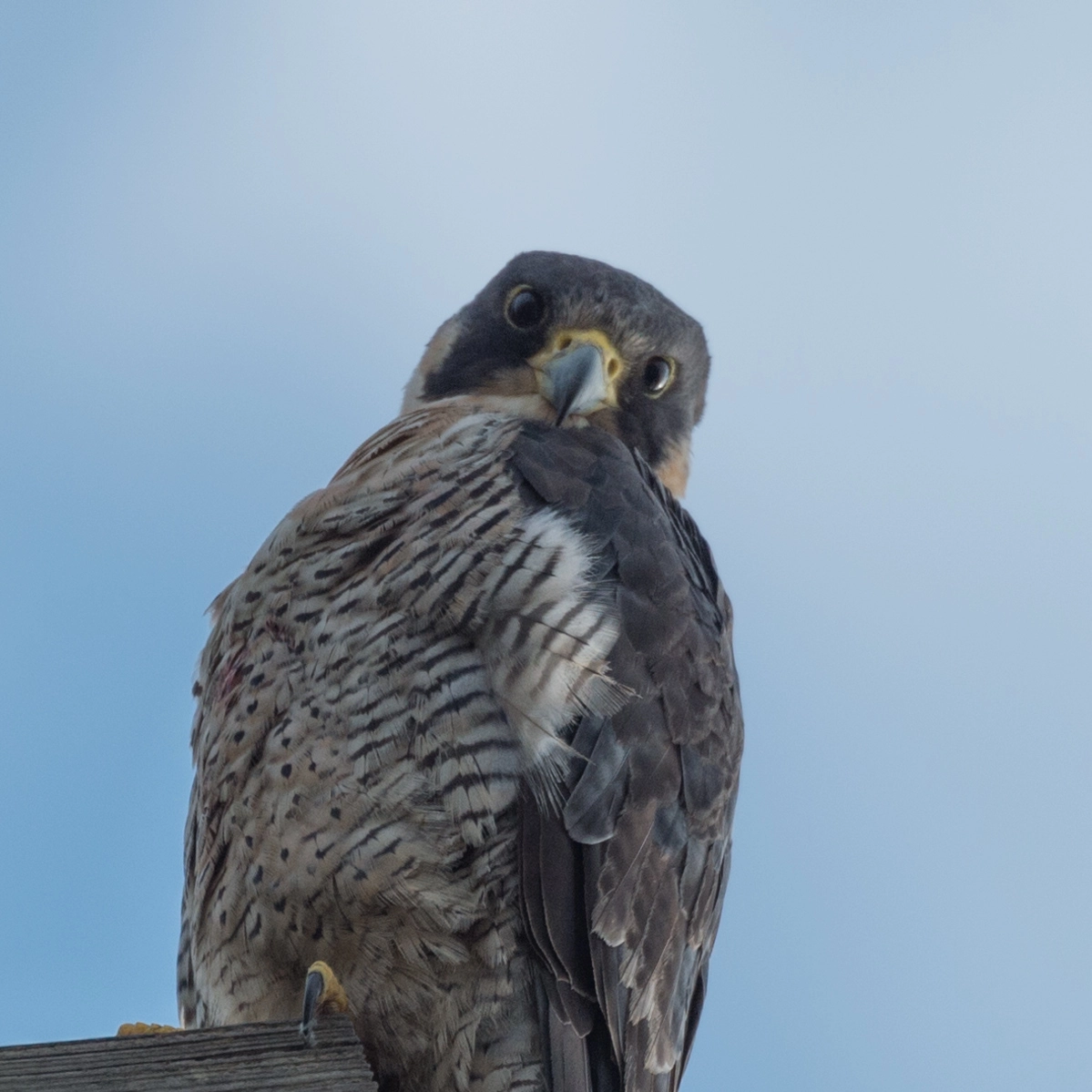 Nikon D4S sample photo. Peregrine portrait photography