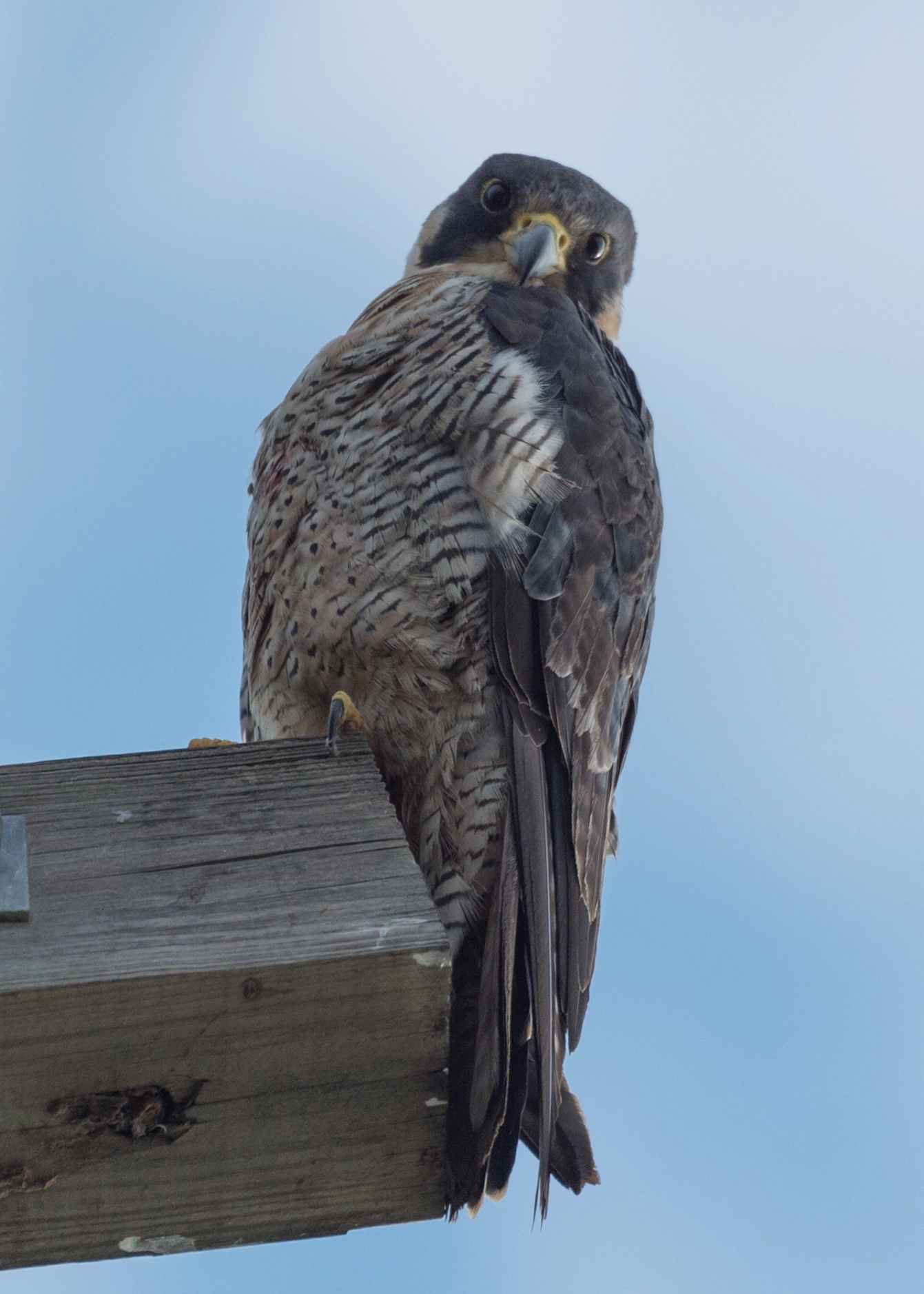 Nikon D4S sample photo. Perching peregrine falcon photography