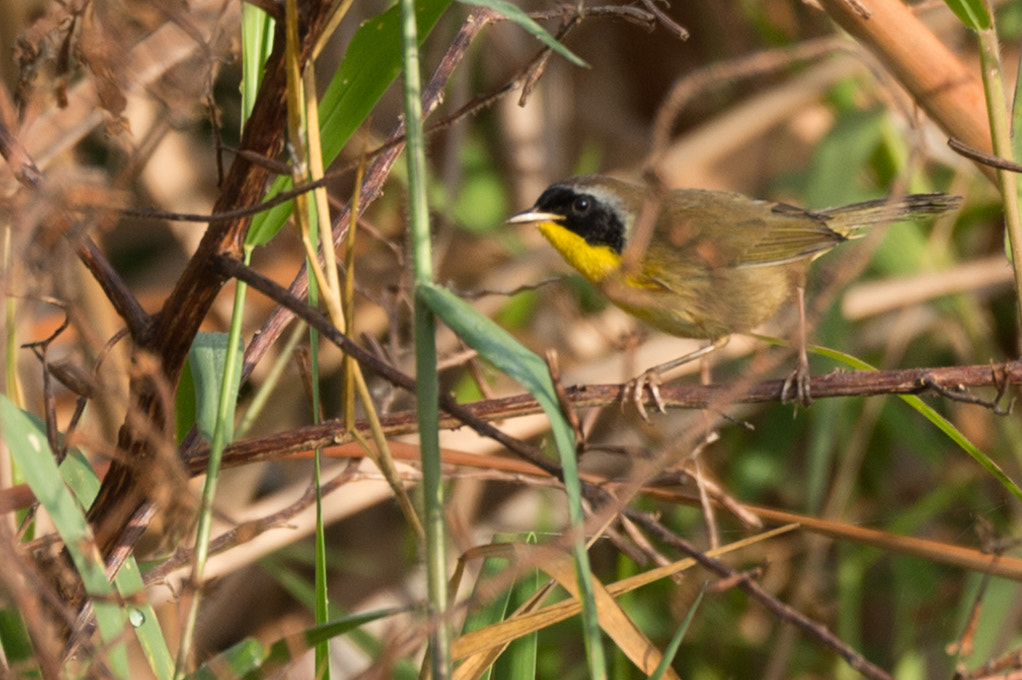 Nikon D4S sample photo. Common yellowthroat photography