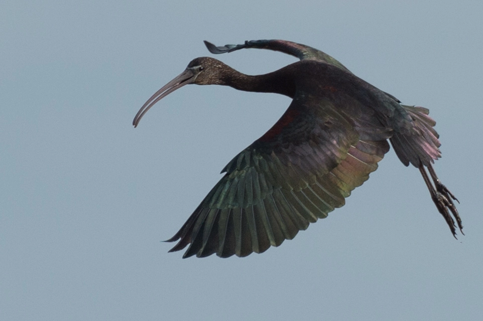 Nikon D4S sample photo. Glossy ibis photography
