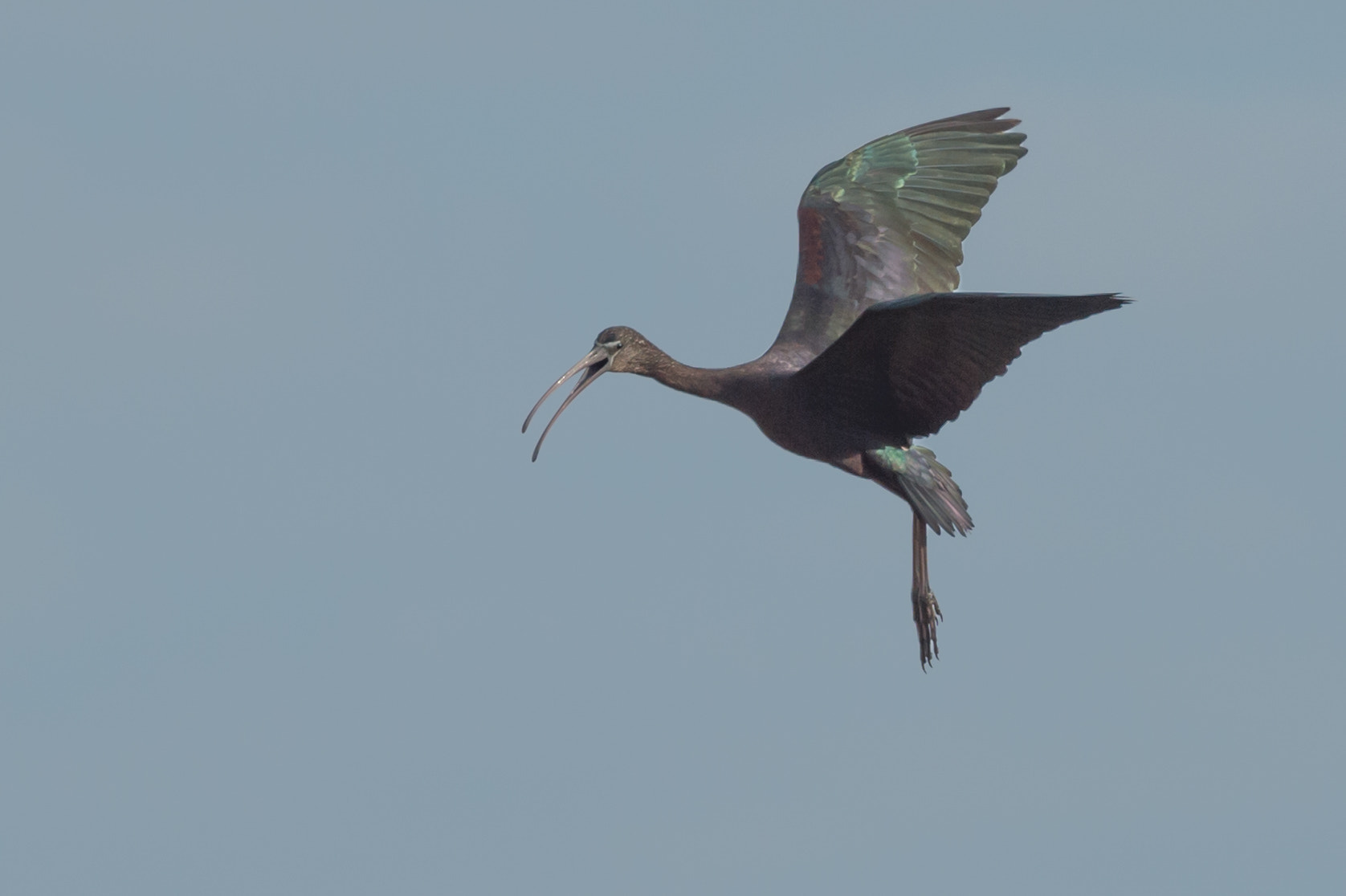 Nikon D4S sample photo. Glossy ibis banking photography