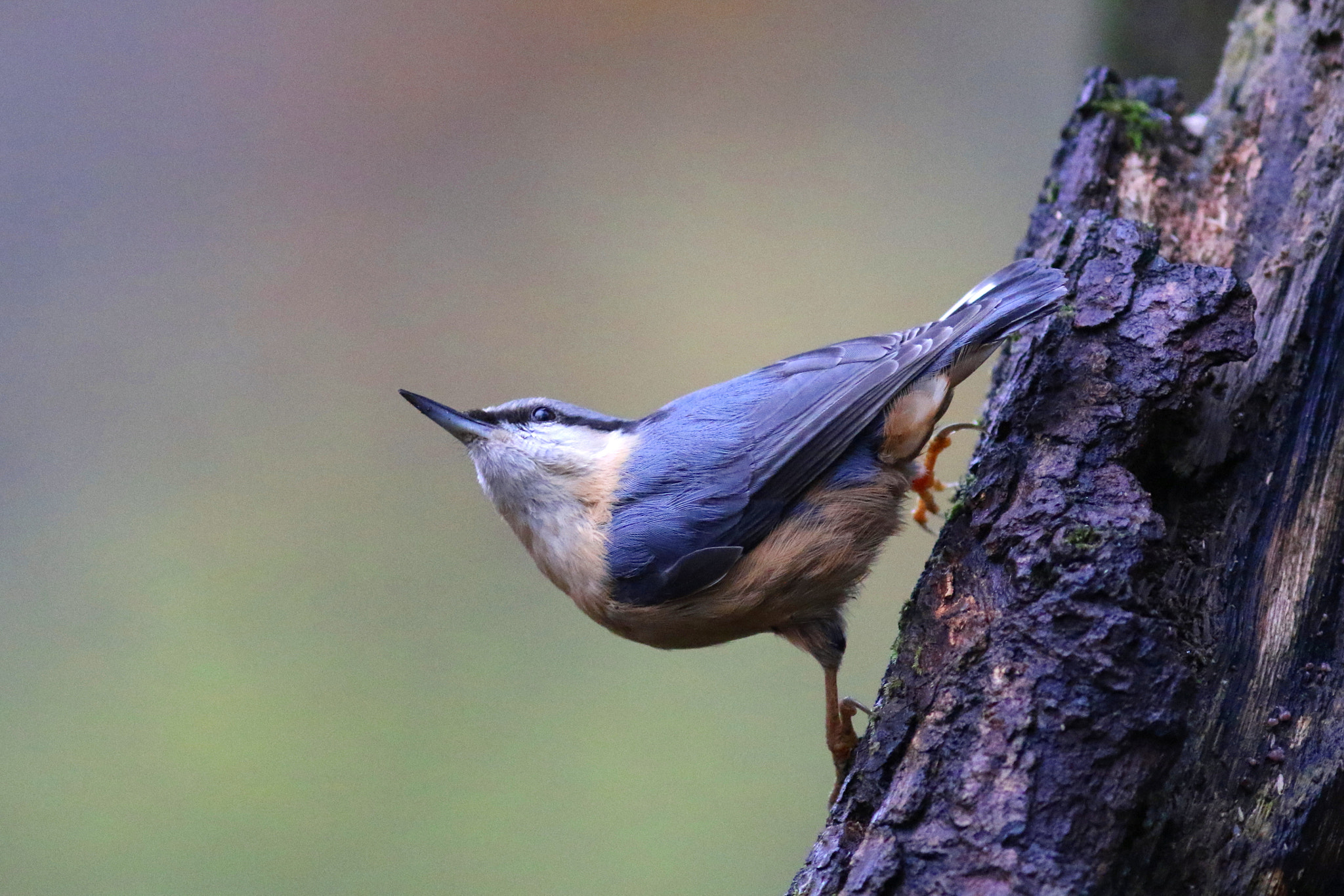 Canon EOS 7D Mark II sample photo. Nuthatch on guard photography
