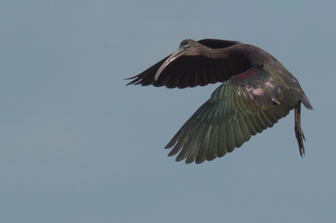 Nikon D4S sample photo. Glossy ibis landing photography