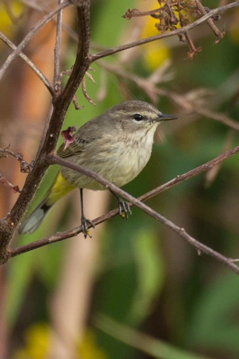 Nikon D4S sample photo. Palm warbler photography