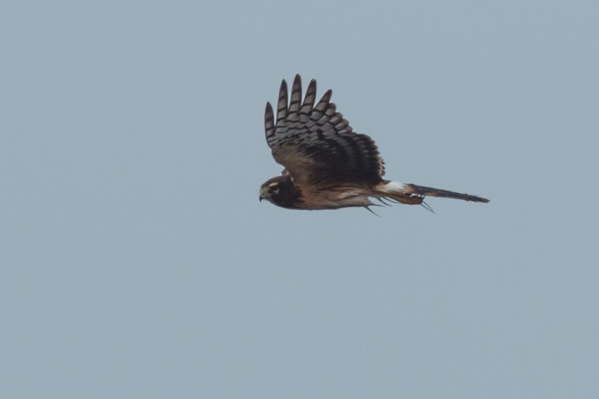Nikon D4S sample photo. Northern harrier photography