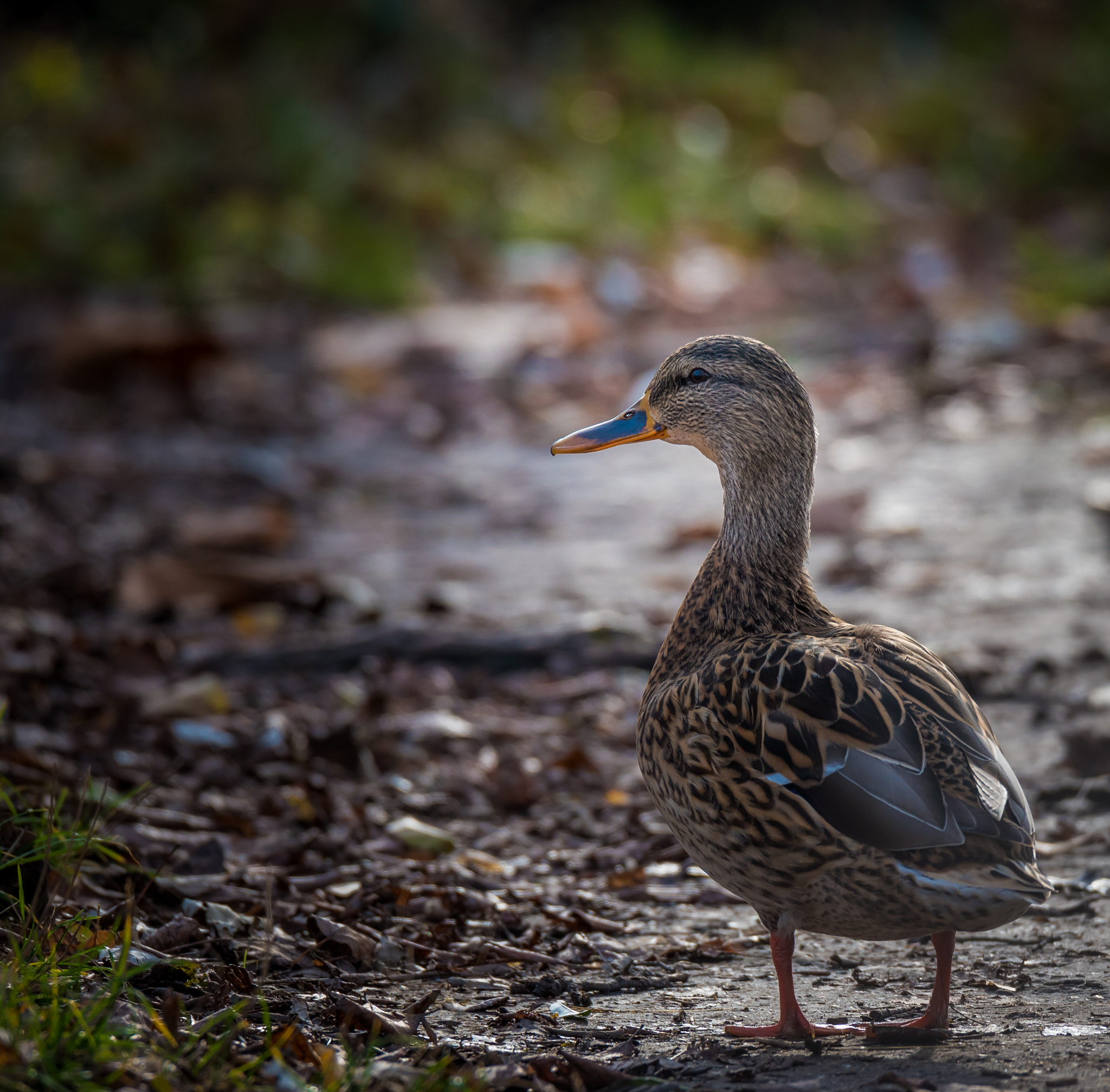 Nikon D750 + Sigma 50mm F2.8 EX DG Macro sample photo. Follow me photography