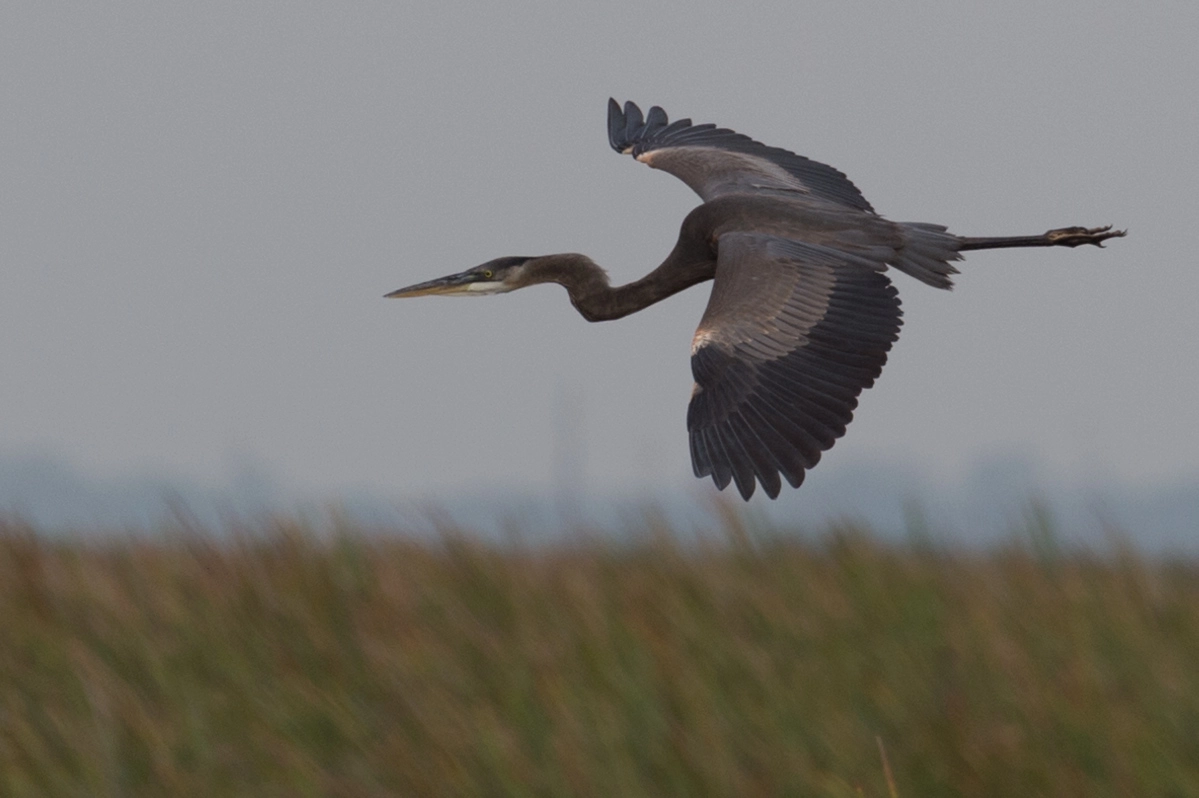 Nikon D4S sample photo. Great blue heron photography