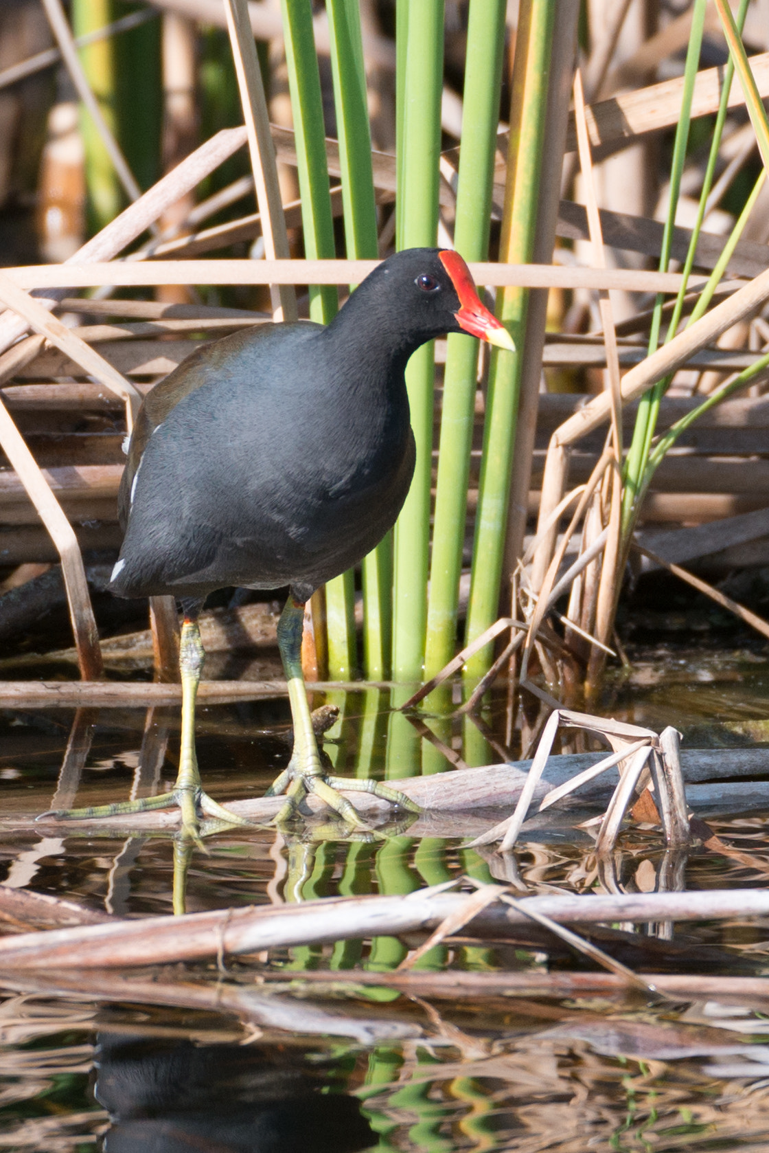 Nikon D800E + Nikon AF-S Nikkor 200-400mm F4G ED-IF VR sample photo. Common gallinule photography