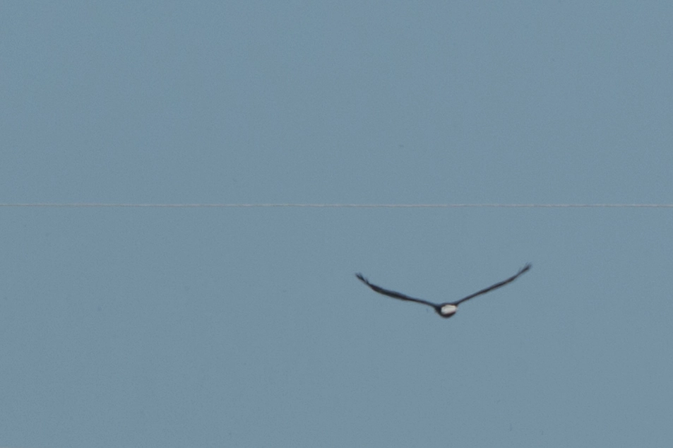 Nikon D4S sample photo. Bald eagle butt photography