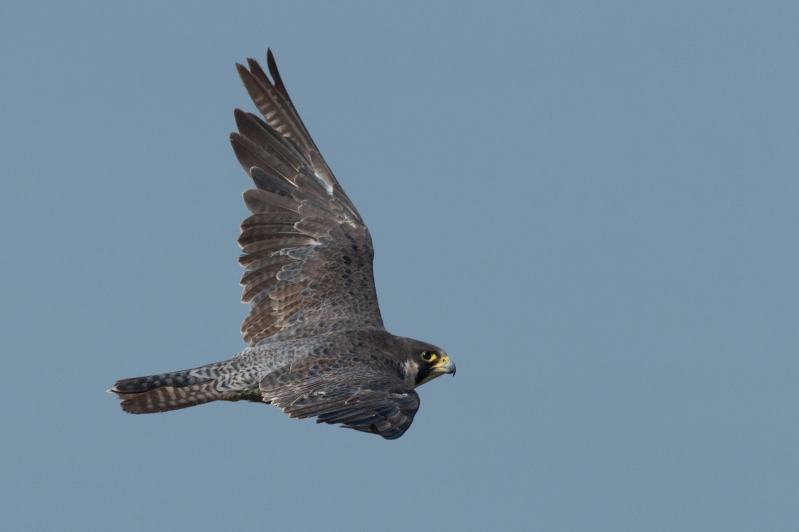 Nikon D4S sample photo. Peregrine portrait photography