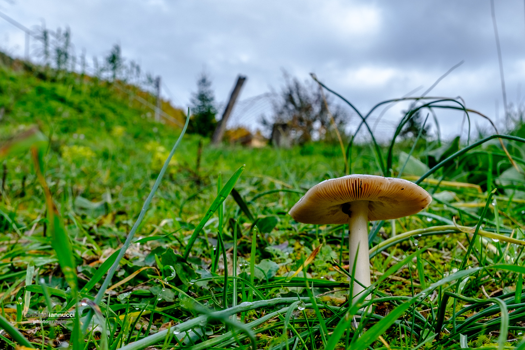 Fujifilm X-T2 + Fujifilm XF 14mm F2.8 R sample photo. Lilliput photography