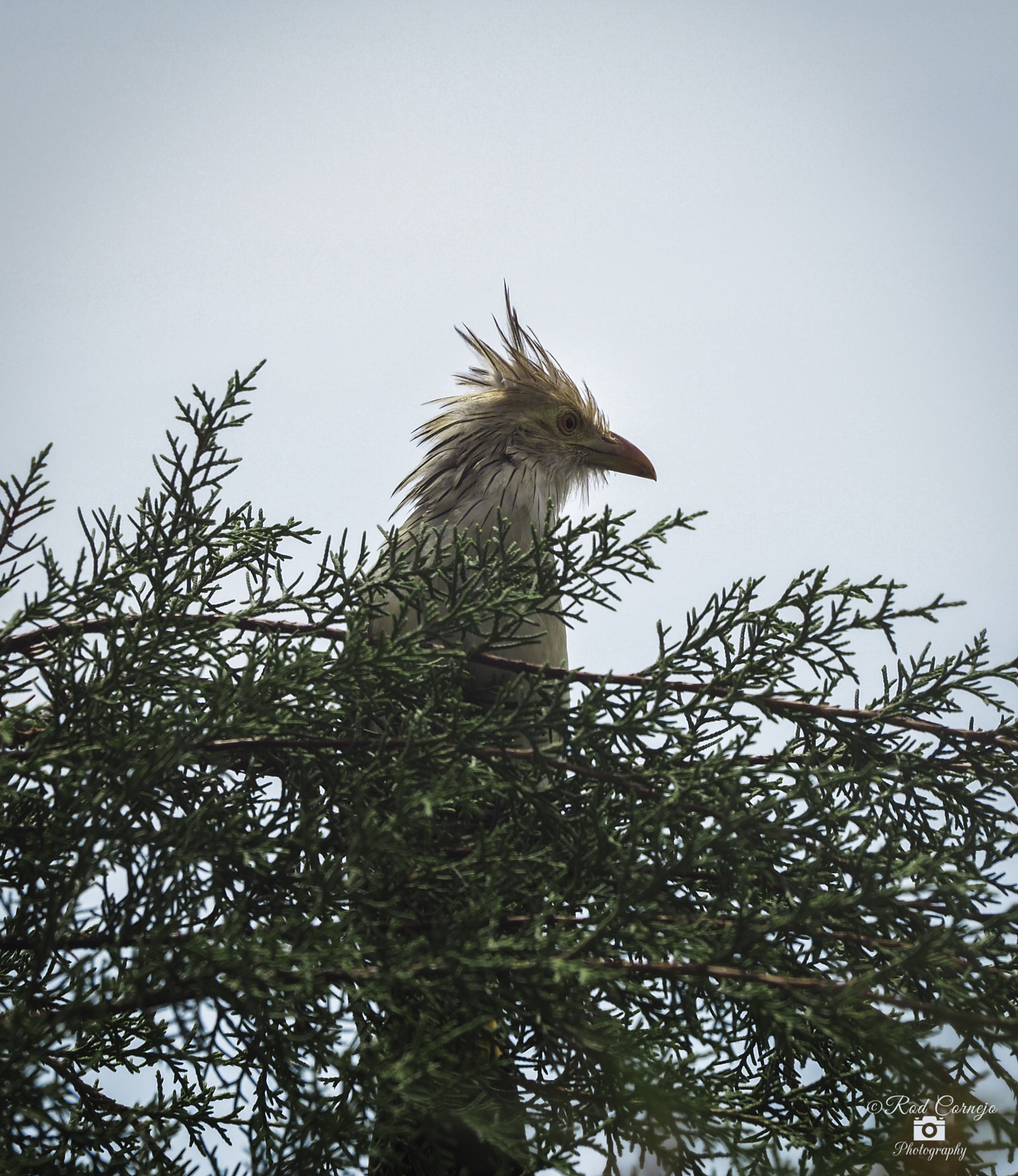 Olympus Zuiko Digital ED 70-300mm F4.0-5.6 sample photo. Guira cuckoo... photography