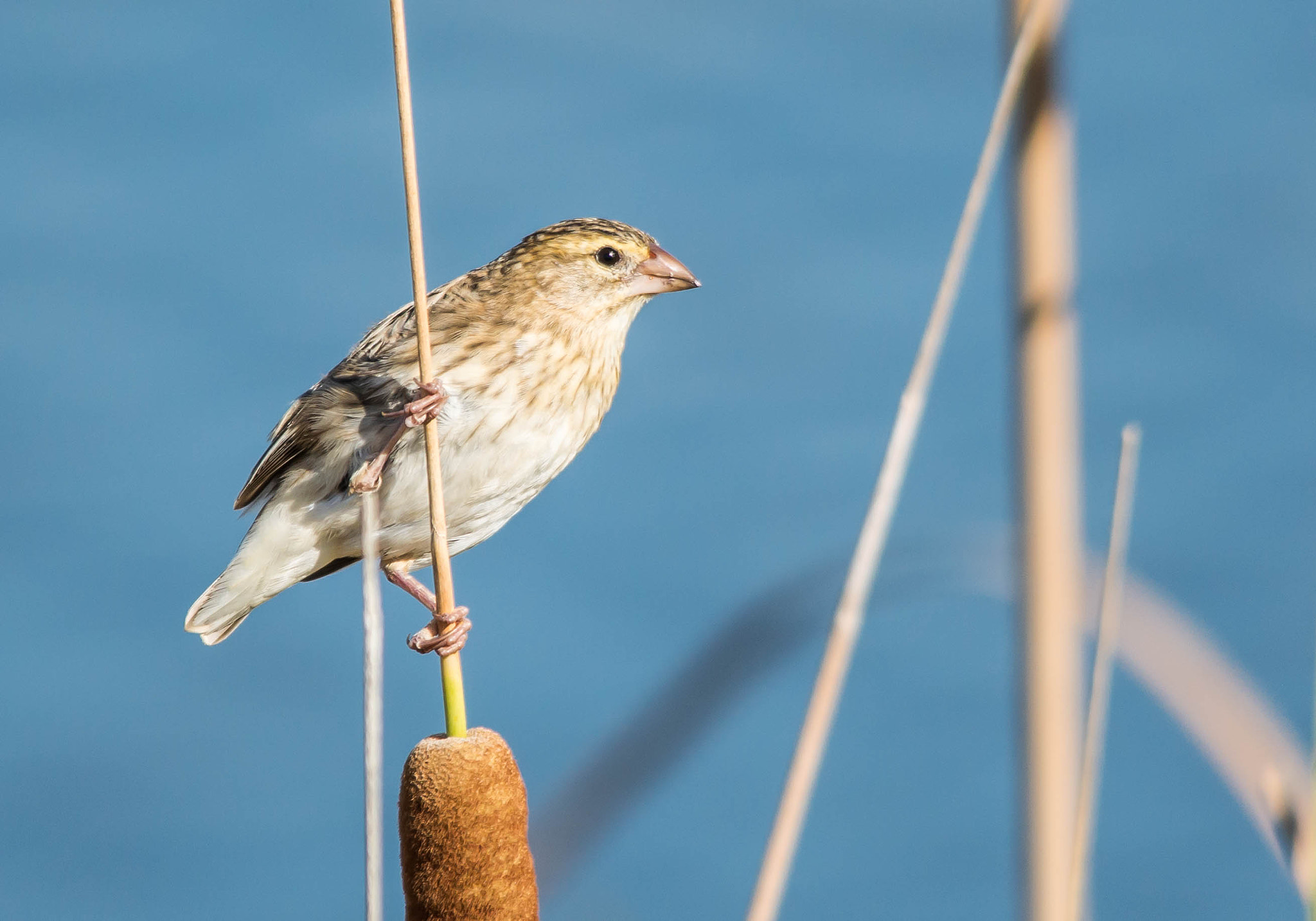 Sigma 150-500mm F5-6.3 DG OS HSM sample photo. Red bishop female photography