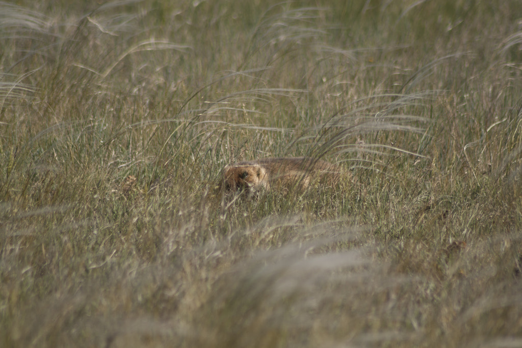 Who's there by Roman Skvortsov on 500px.com