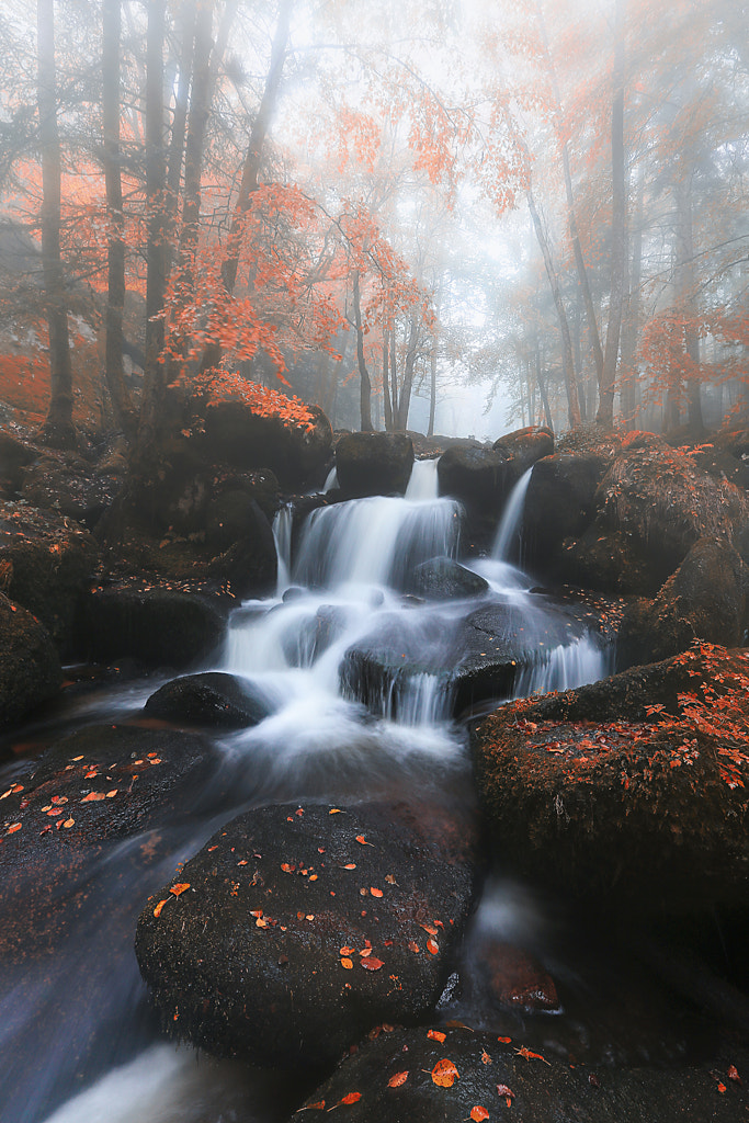 Auvergne