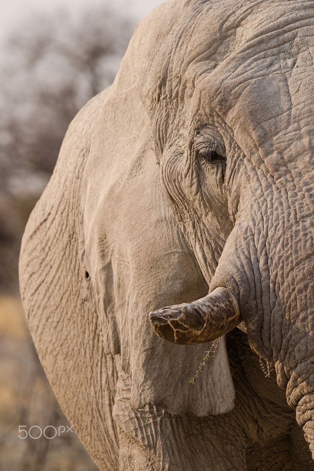 Nikon D7000 sample photo. Elephant in etosha photography