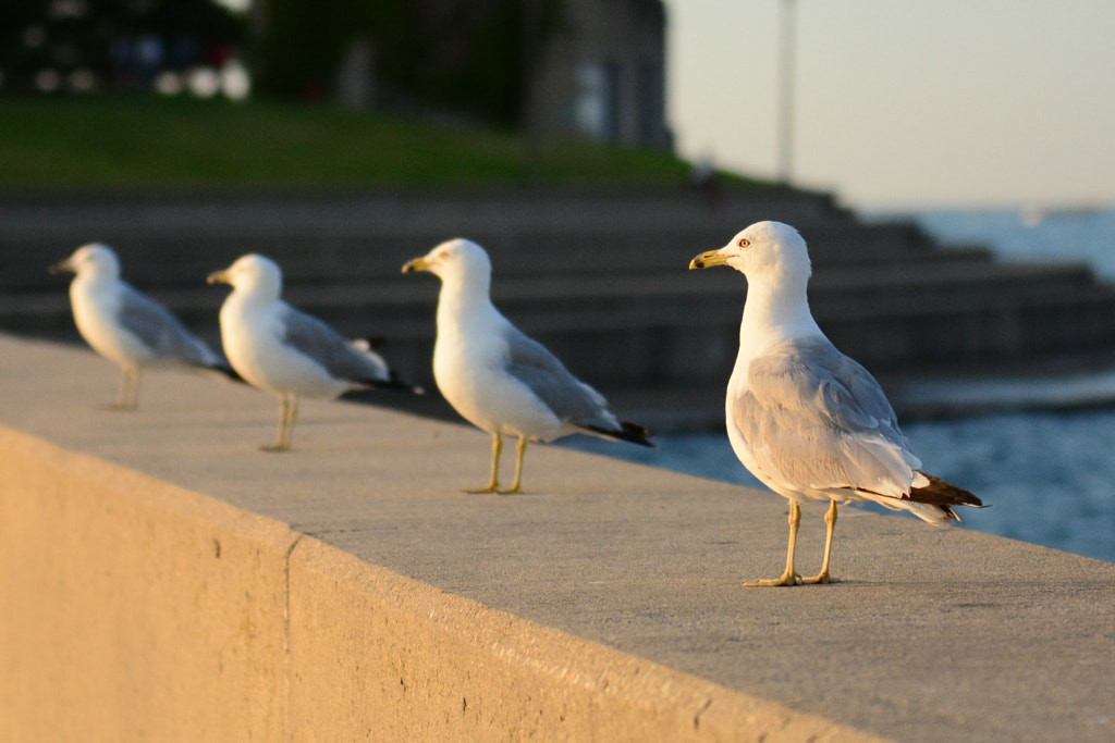 Fotoğrafta ritim çalışmaları