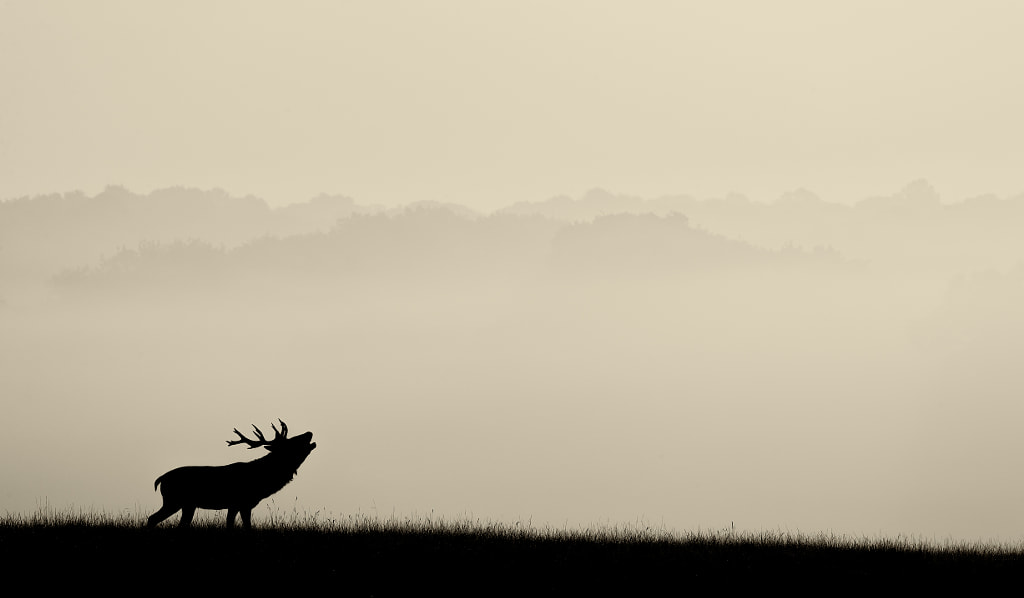 golden morning by Mark Bridger on 500px.com