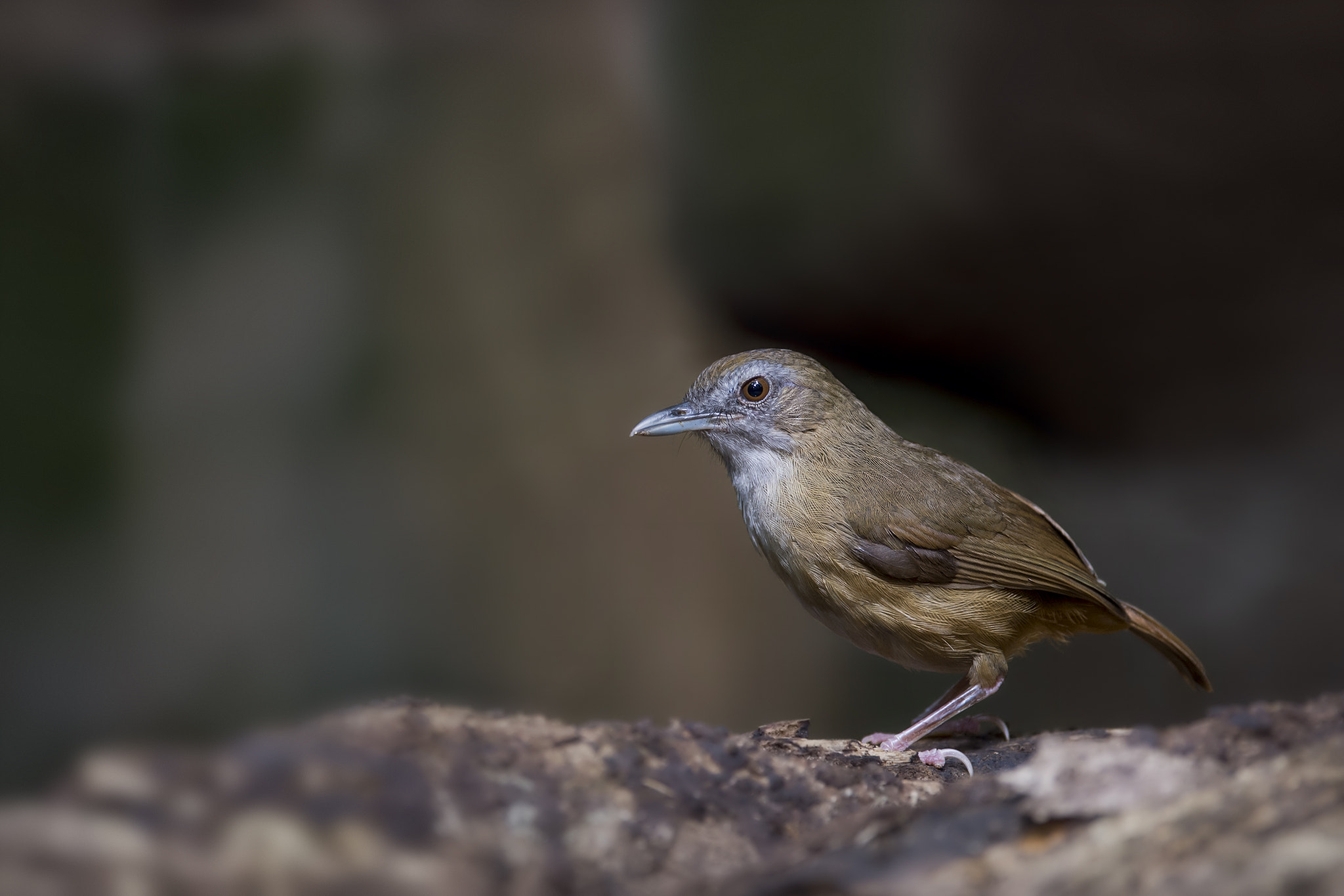 Nikon AF-S Nikkor 600mm F4E FL ED VR sample photo. Abbott's babbler photography