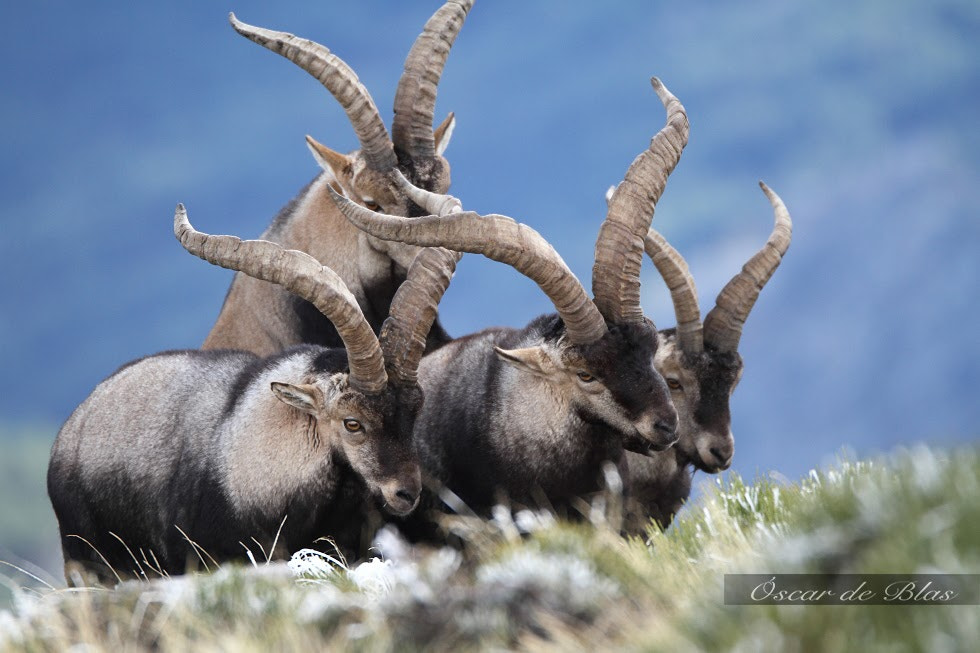 Sigma 120-300mm F2.8 EX DG HSM sample photo. Iberian ibex photography