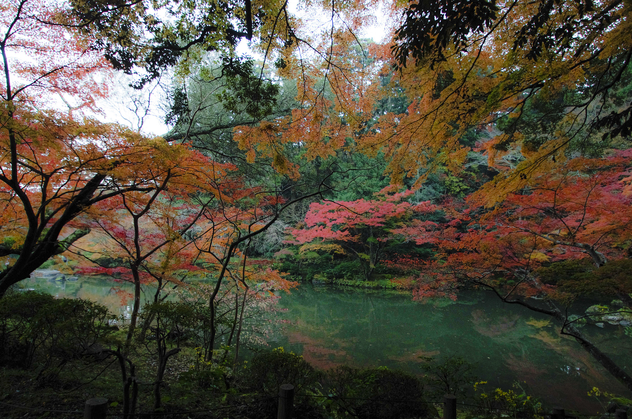 Pentax K-5 IIs sample photo. Autumn leaves photography