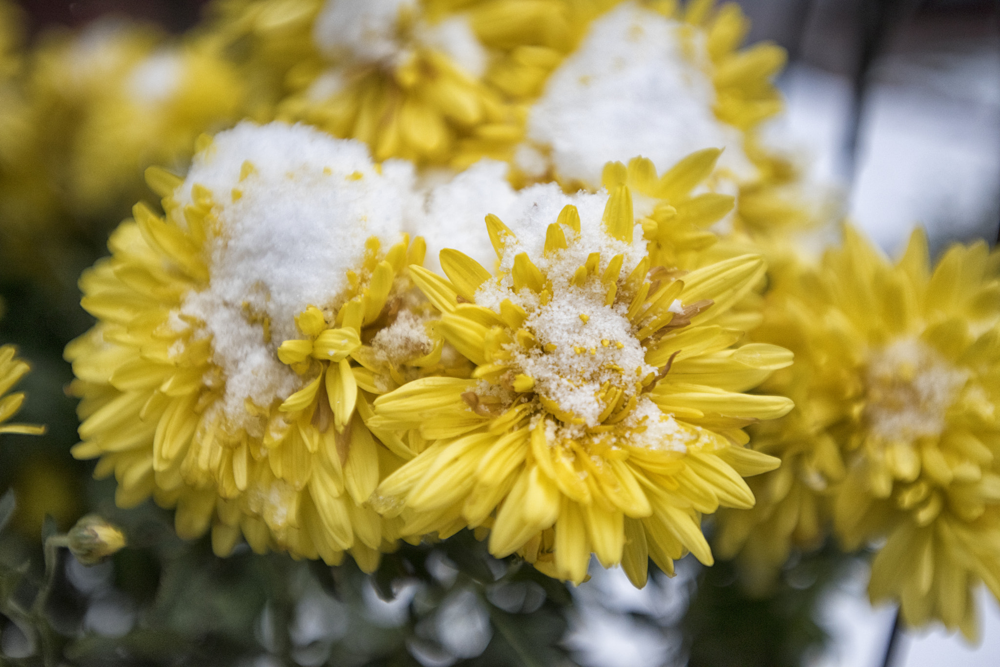 Nikon D810 + Nikon AF-S Nikkor 17-35mm F2.8D ED-IF sample photo. First snow photography