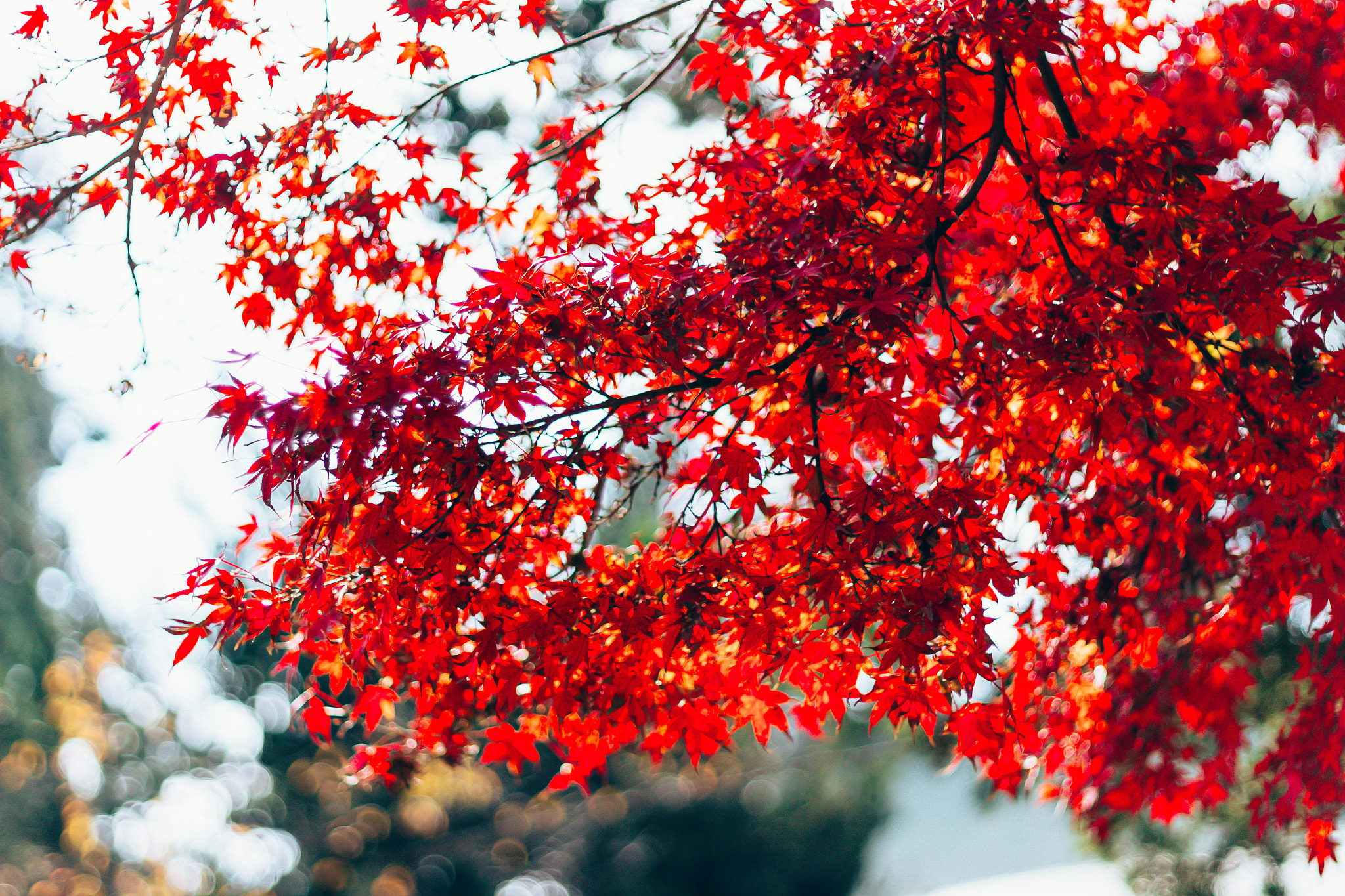 Canon EOS 100D (EOS Rebel SL1 / EOS Kiss X7) sample photo. Autumn leaves photography
