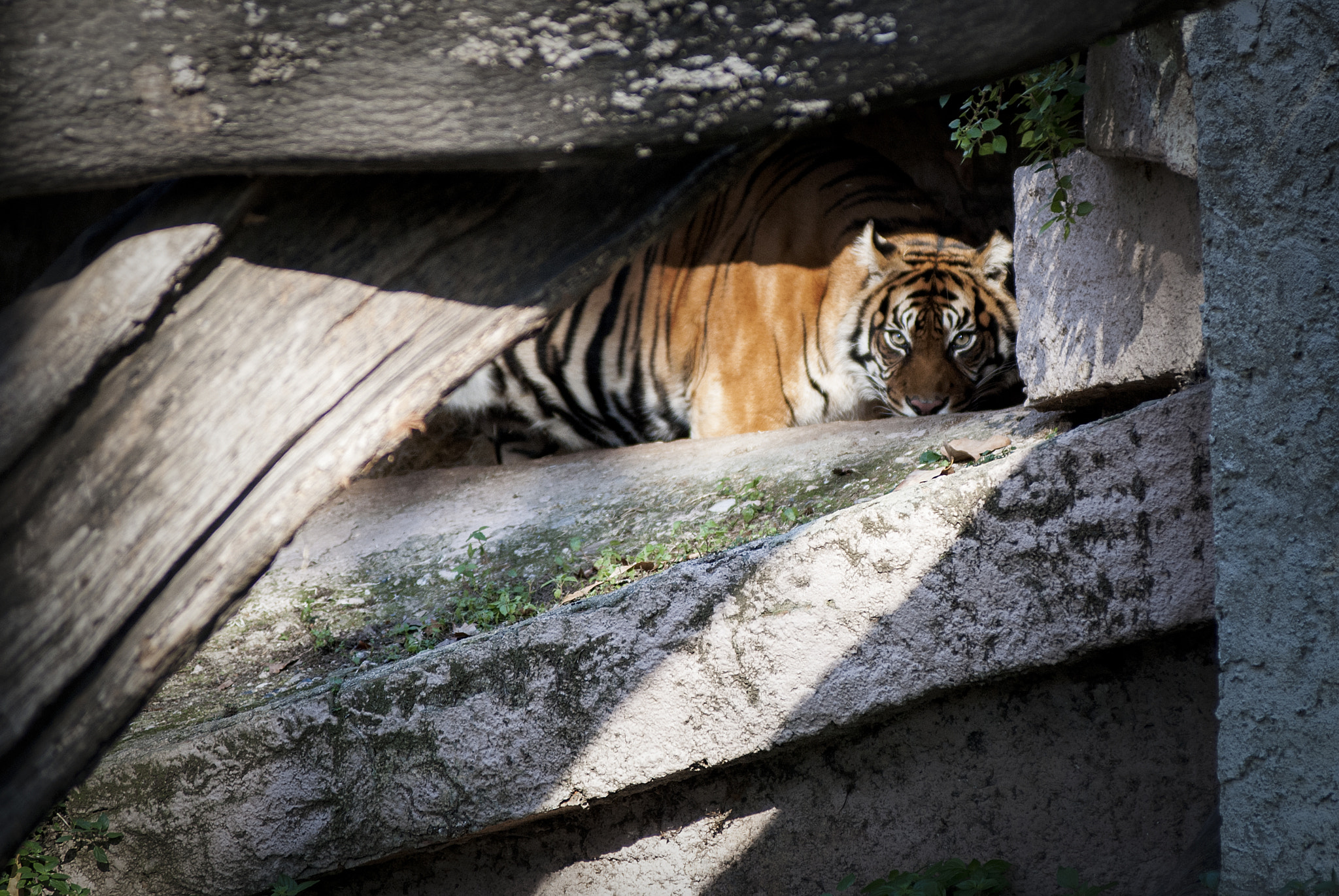 AF Zoom-Nikkor 80-200mm f/2.8 ED sample photo. Zoo photography