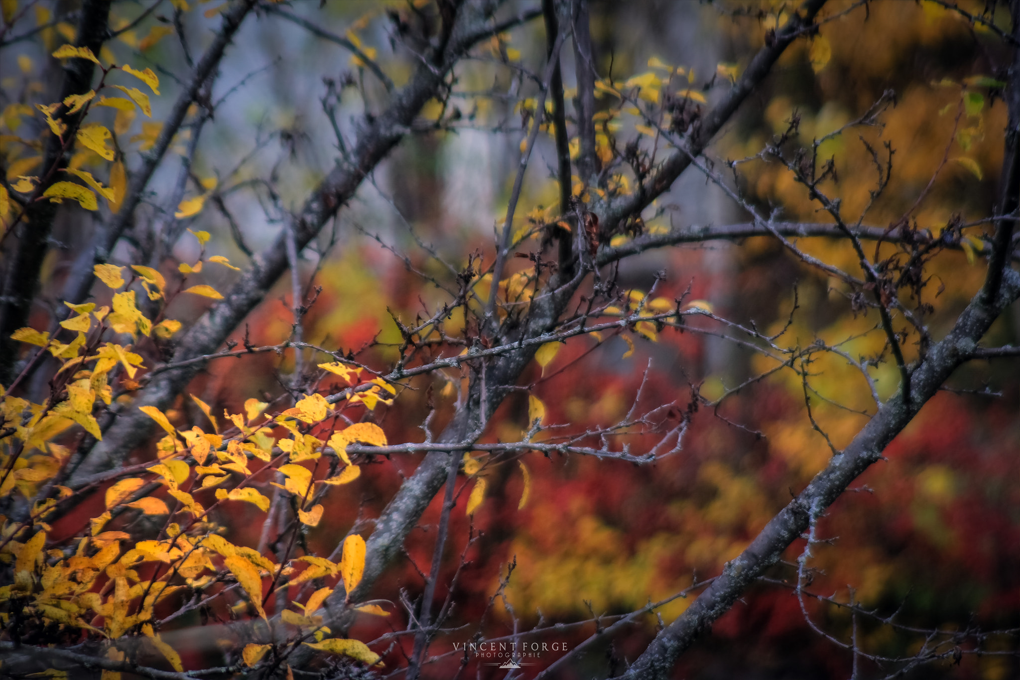 Canon EF 35-105mm f/4.5-5.6 sample photo. Autumn daydream photography