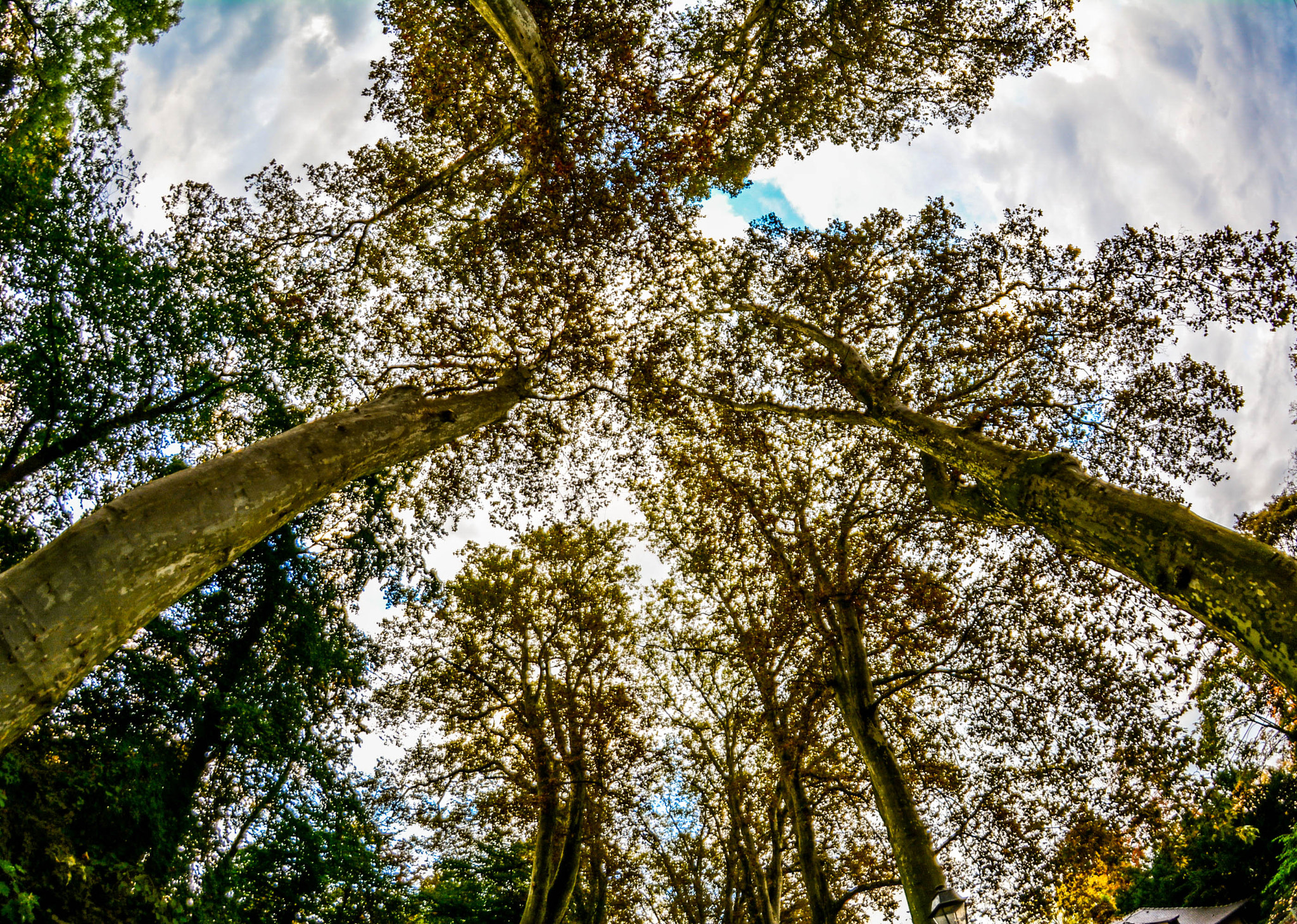 Nikon D5200 + Samyang 8mm F3.5 Aspherical IF MC Fisheye sample photo. Sin título photography