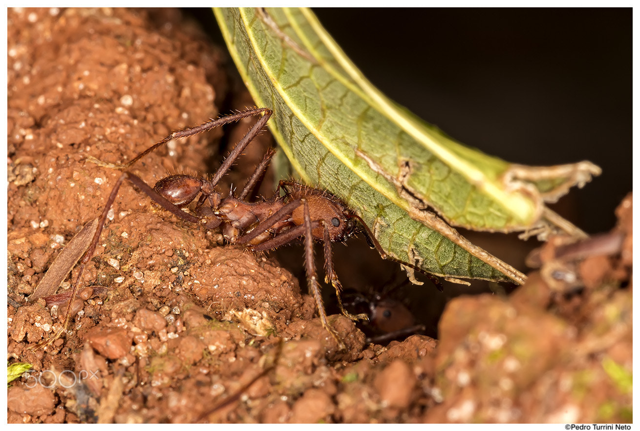 Canon EF 100mm F2.8L Macro IS USM sample photo. Ant hard work photography